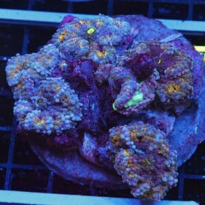 B123 - RAINBOW RICORDEA MUSHROOM