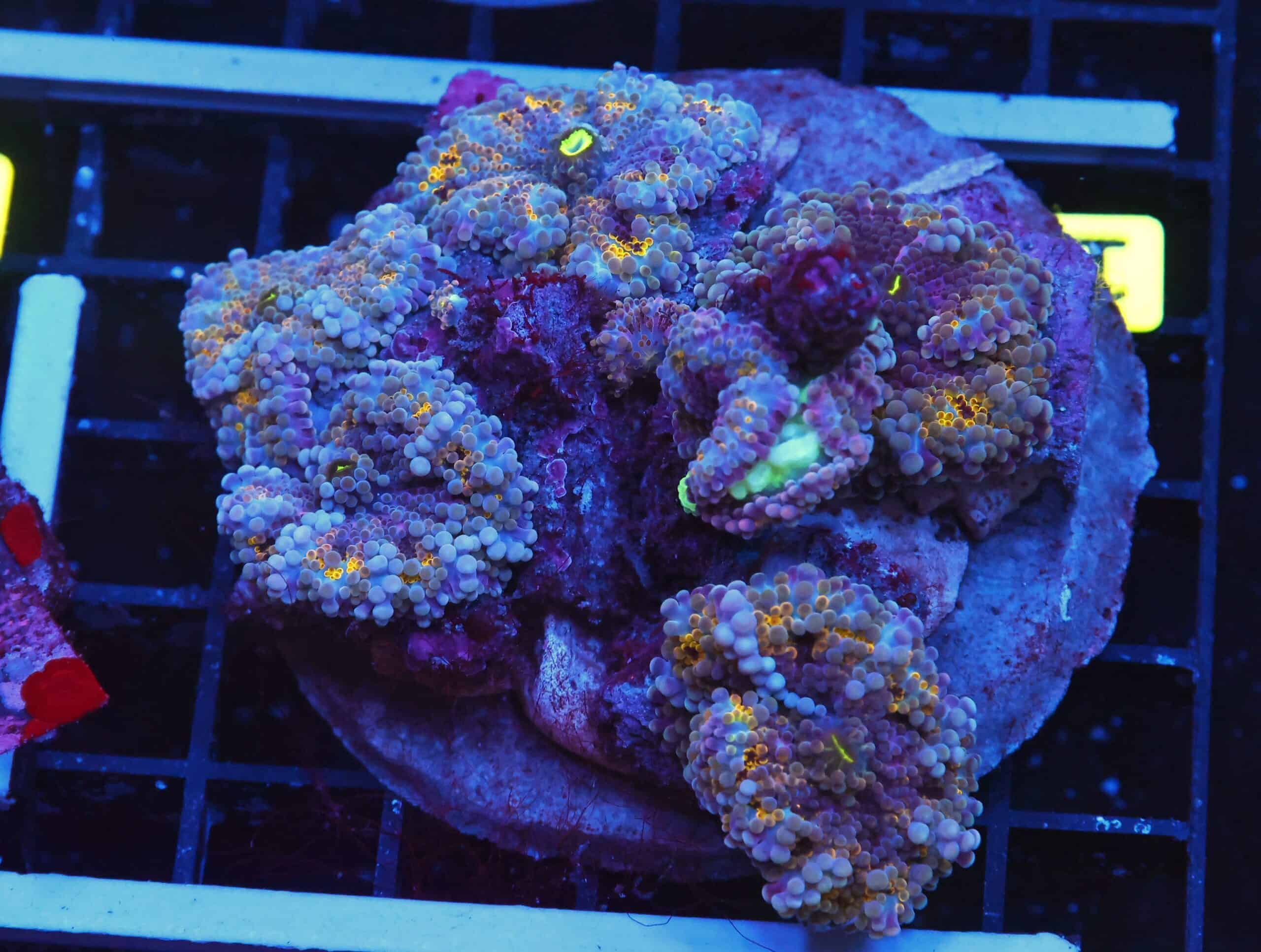 B123 - RAINBOW RICORDEA MUSHROOM