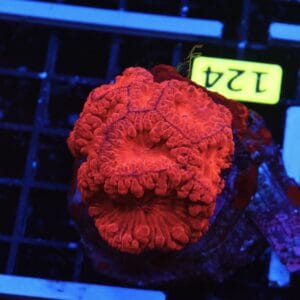 B124 - INDO RUBY RED BLASTO