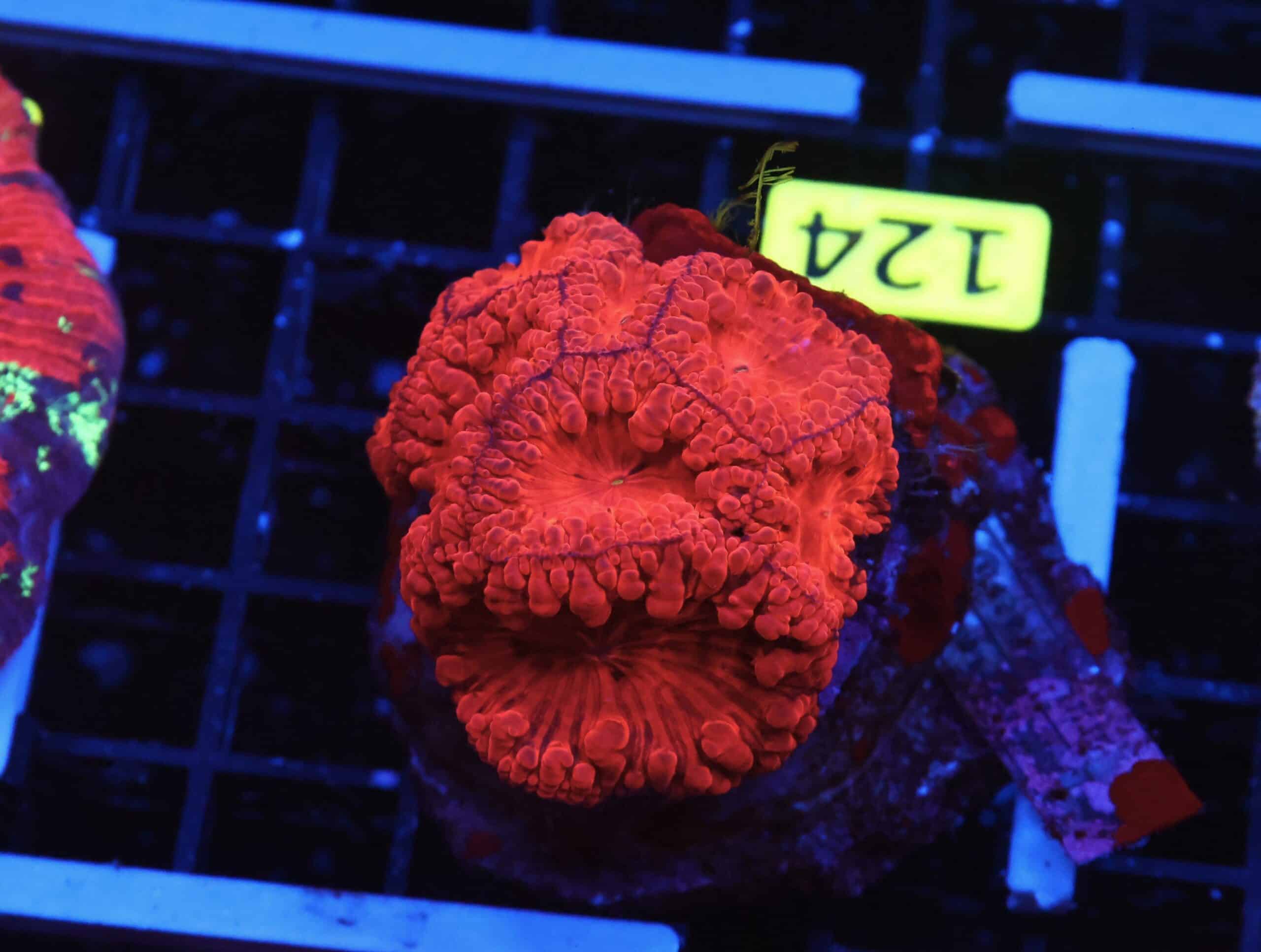 B124 - INDO RUBY RED BLASTO