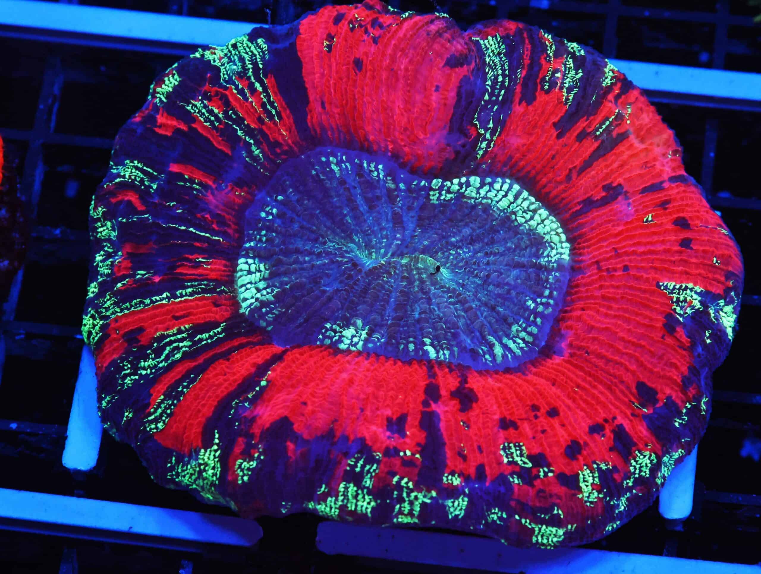 B125 - INDO NUCLEAR BLAST TRACHY