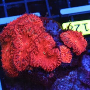 B128 - INDO RUBY RED BLASTO