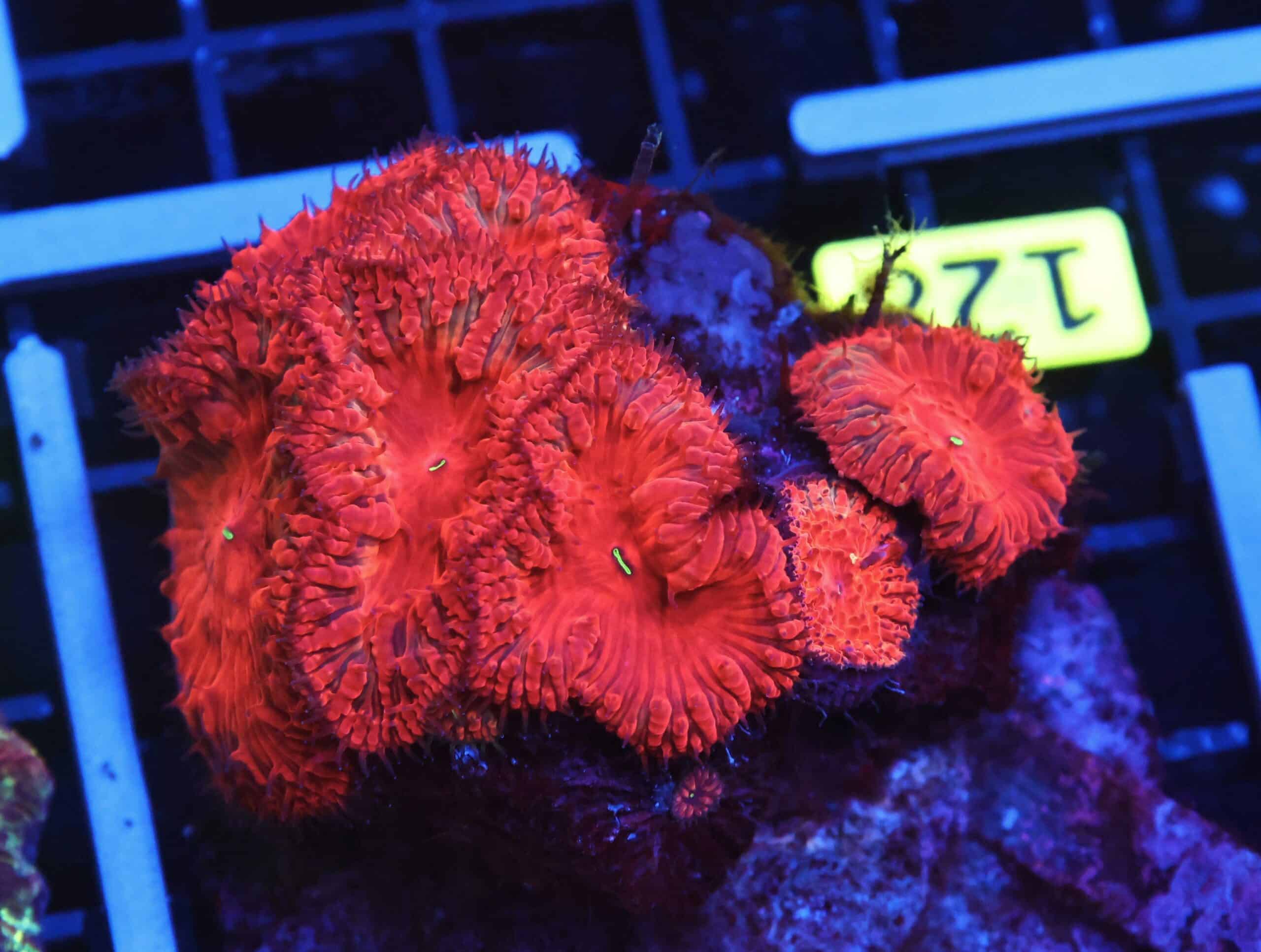 B128 - INDO RUBY RED BLASTO