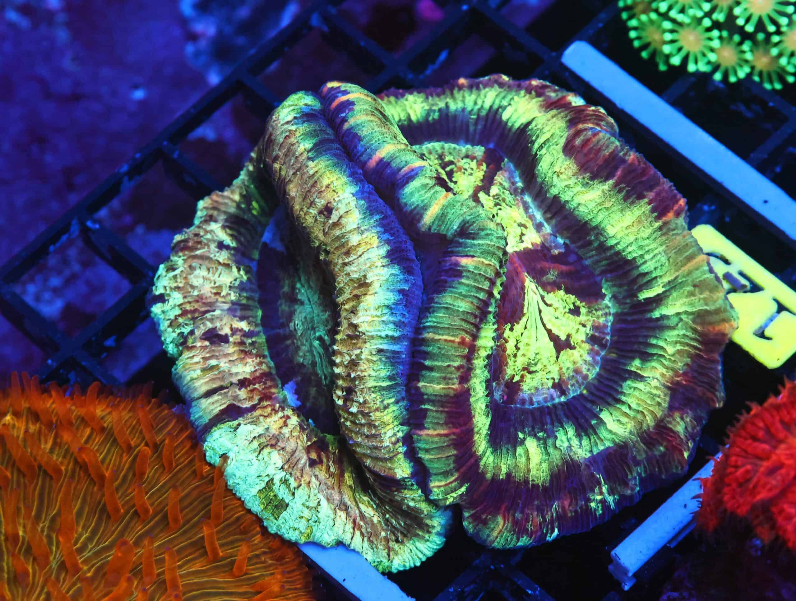 B129 - INDO RAINBOW DOUBLE HEAD TRACHY