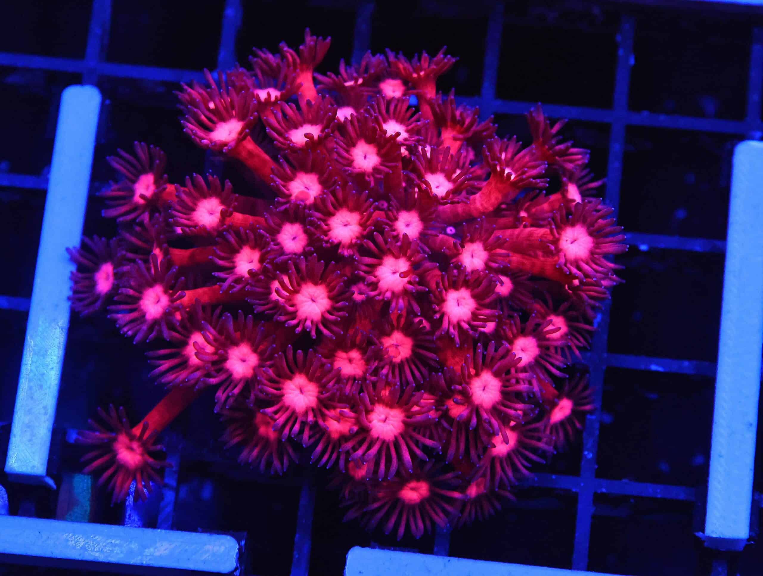 B132 - INDO CHERRY BLOSSOM GONIOPORA