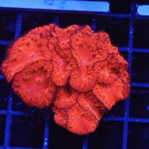 B131 - INDO RUBY RED BLASTO