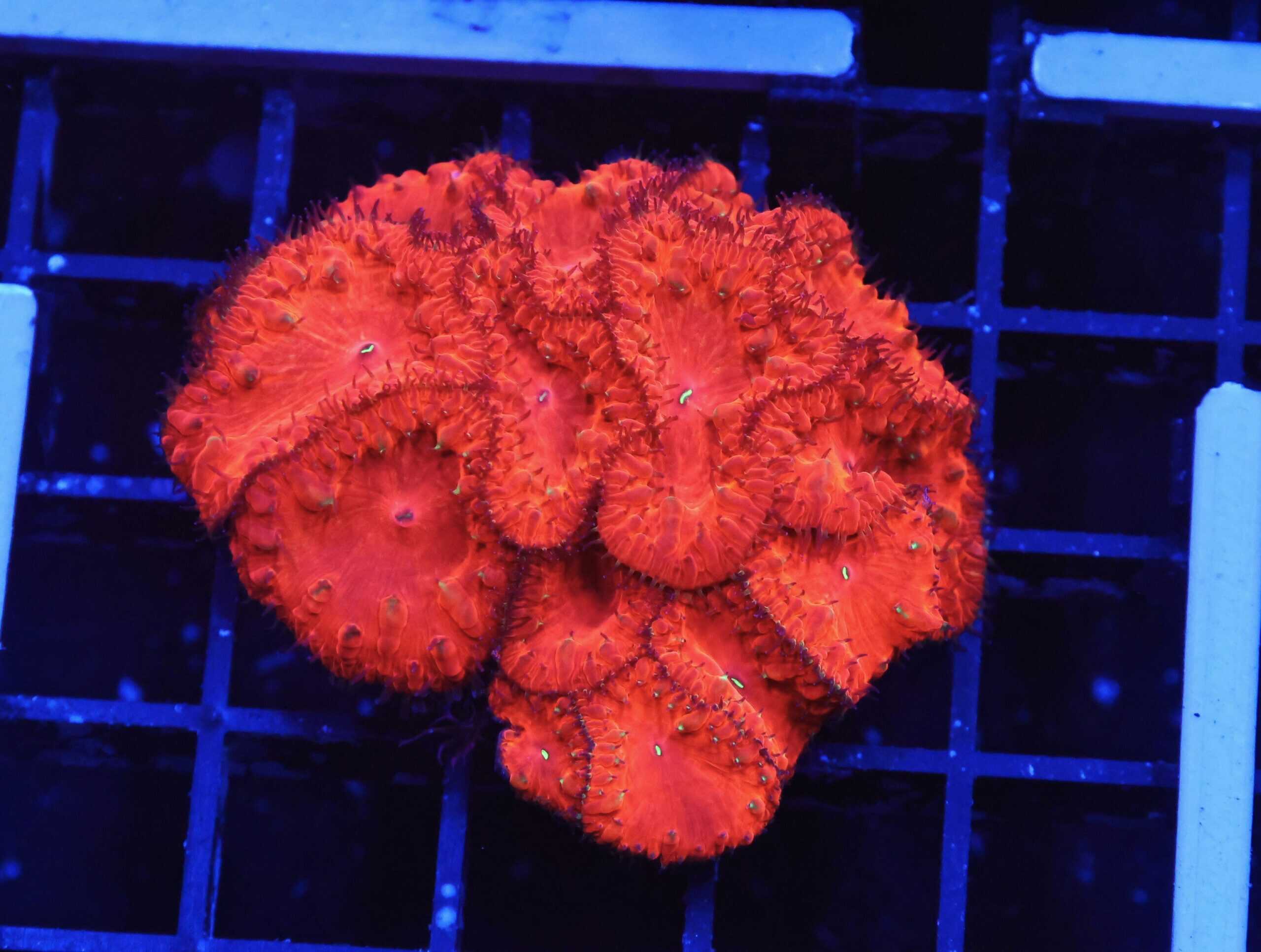 B131 - INDO RUBY RED BLASTO