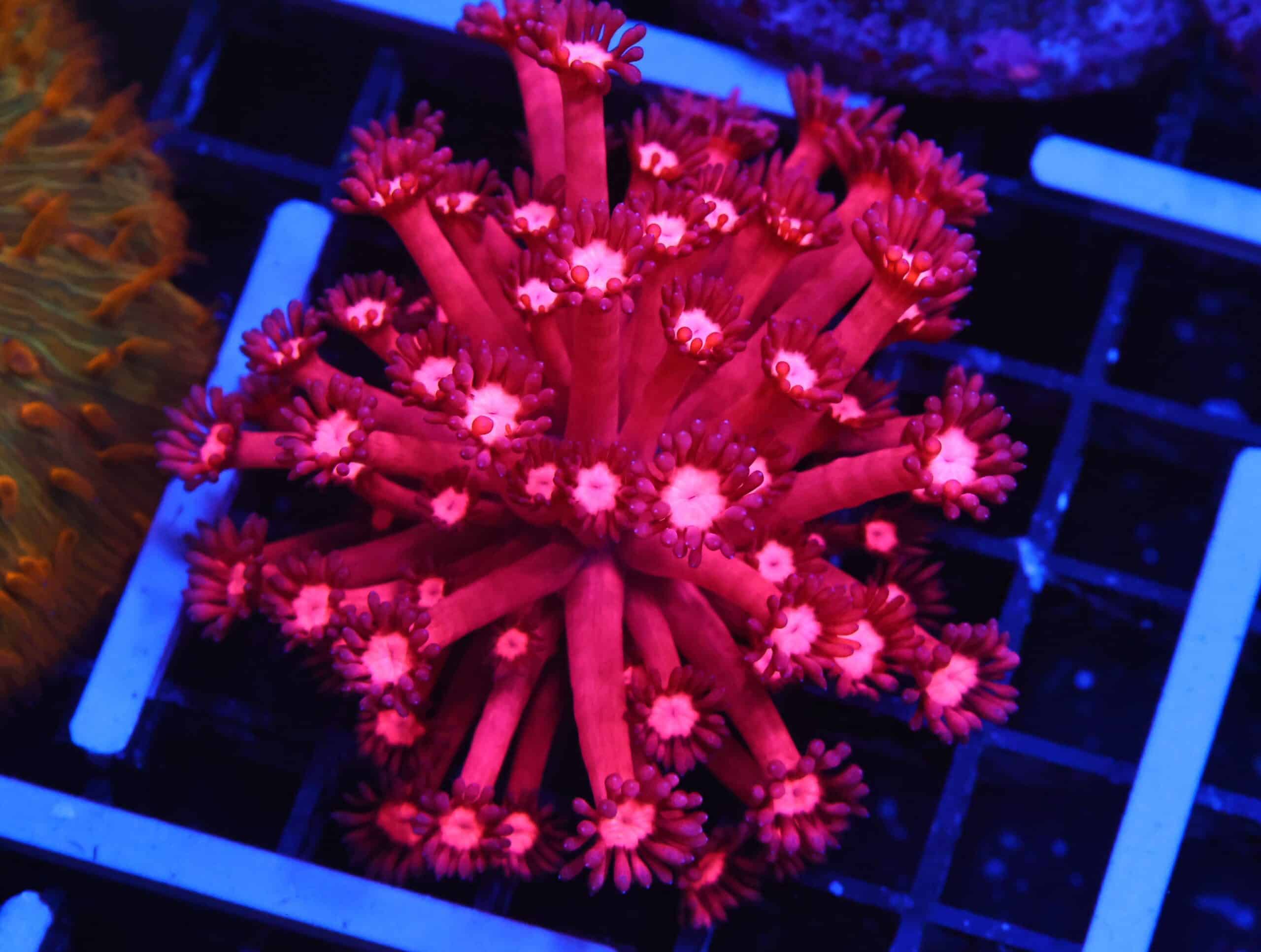 B135 - INDO CHERRY BLOSSOM GONIOPORA