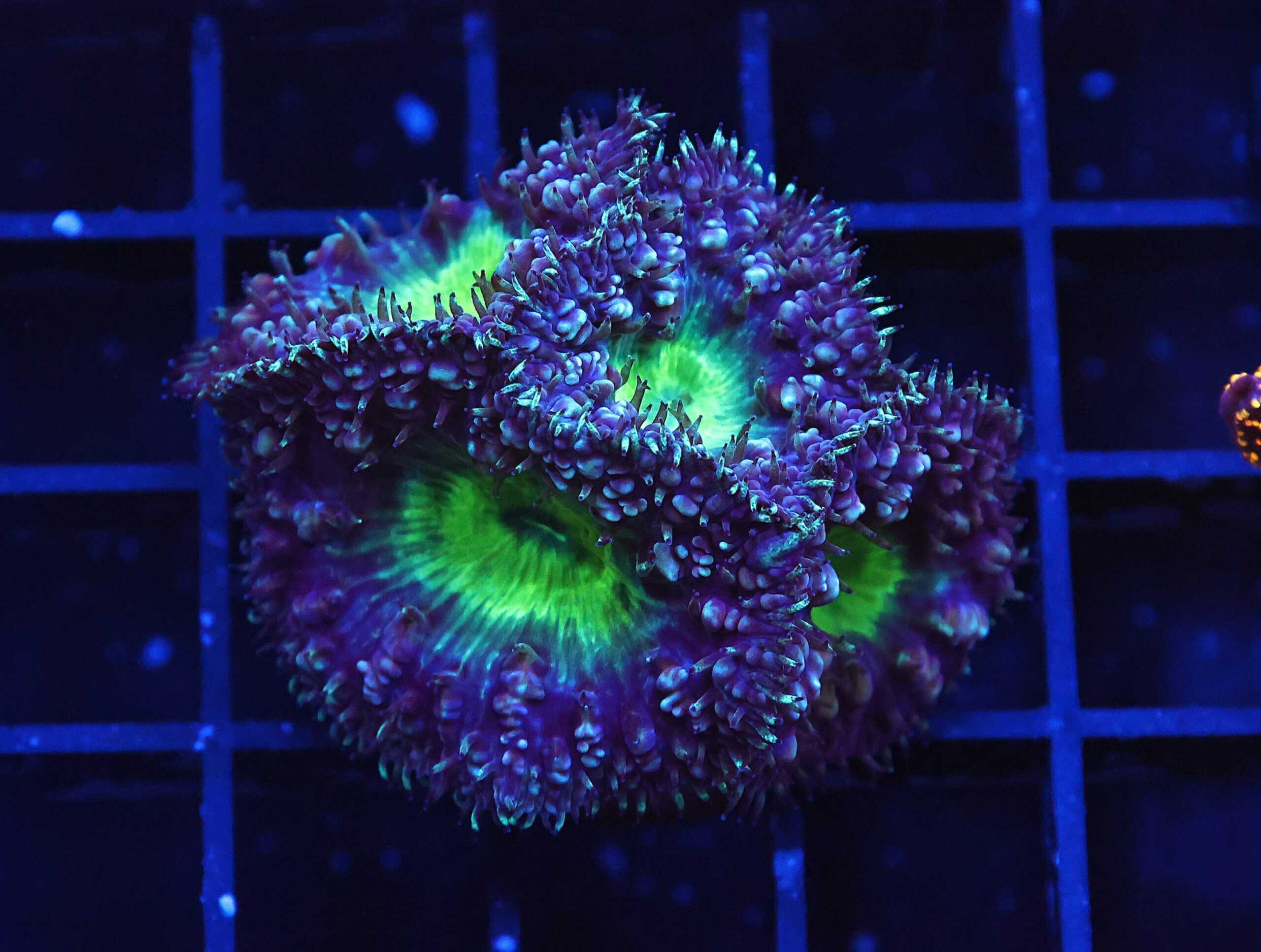 B138 - INDO ALIEN EYE BLASTO