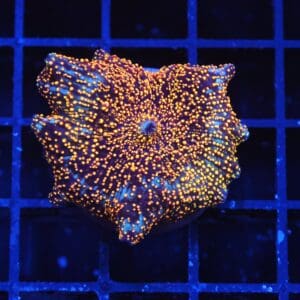 B139 - INTERSTELLAR DISCO MUSHROOM CULTURED