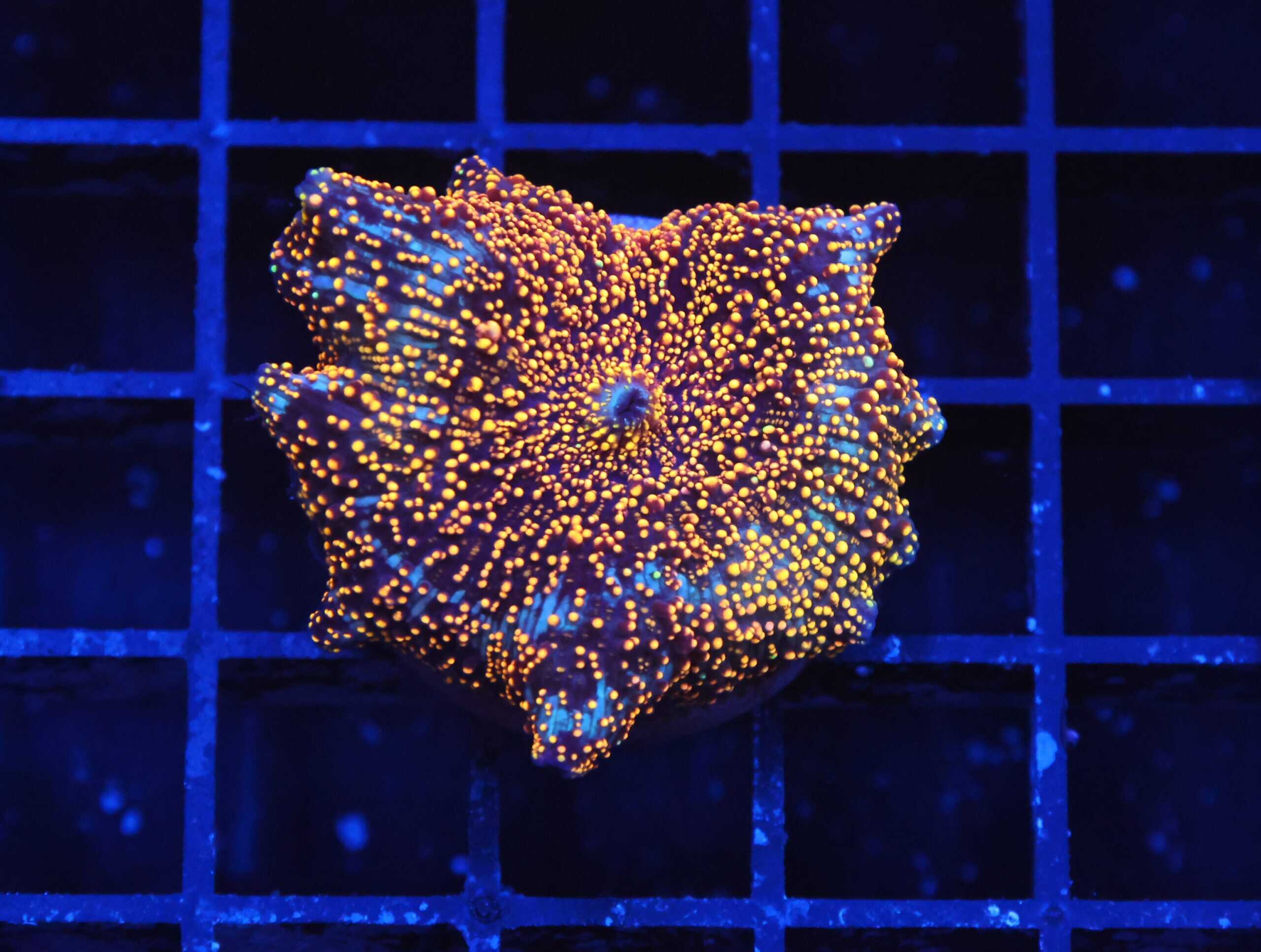 B139 - INTERSTELLAR DISCO MUSHROOM CULTURED