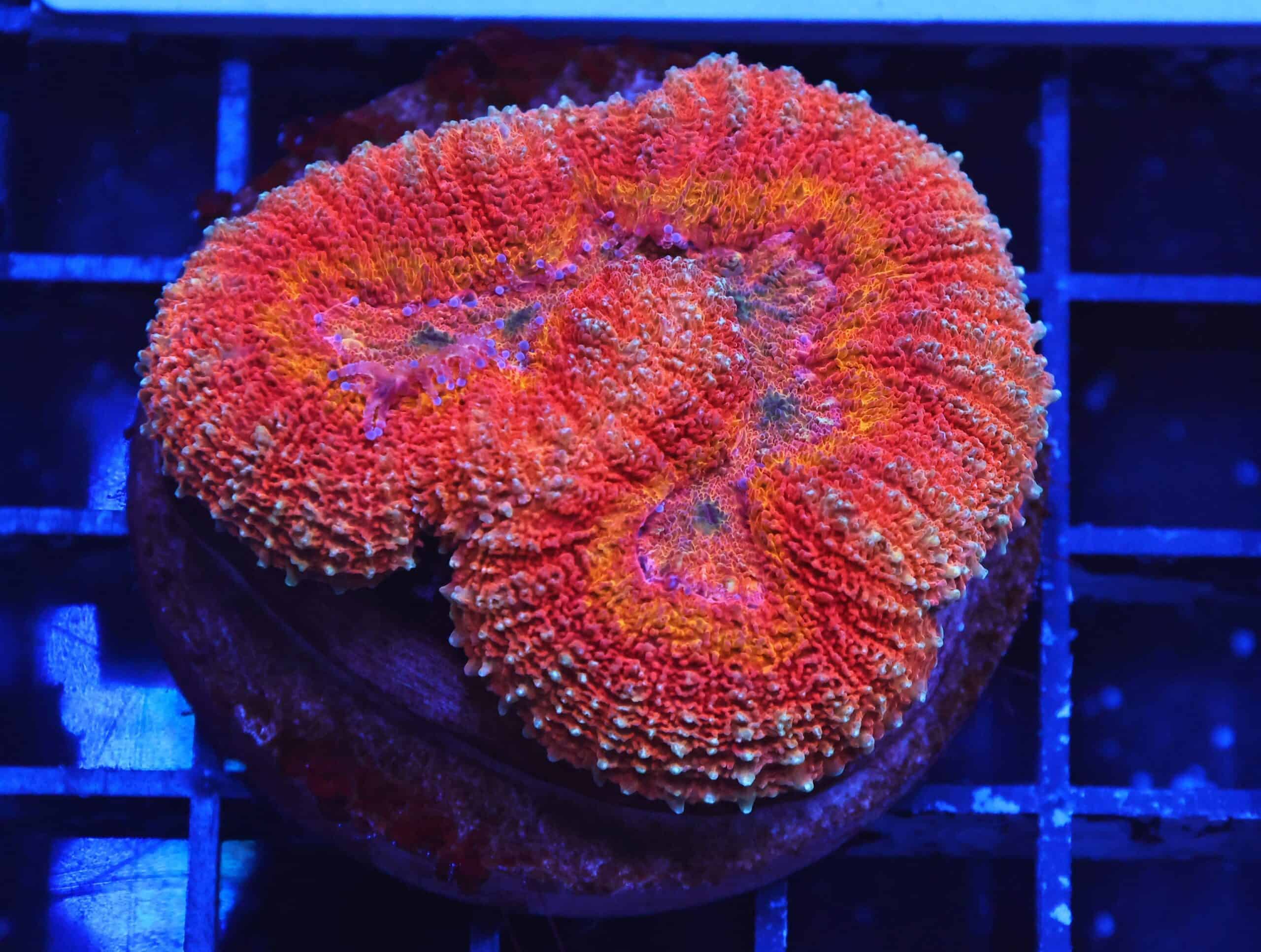 B140 - INDO DRAGON FIRE SYMPHYLLIA