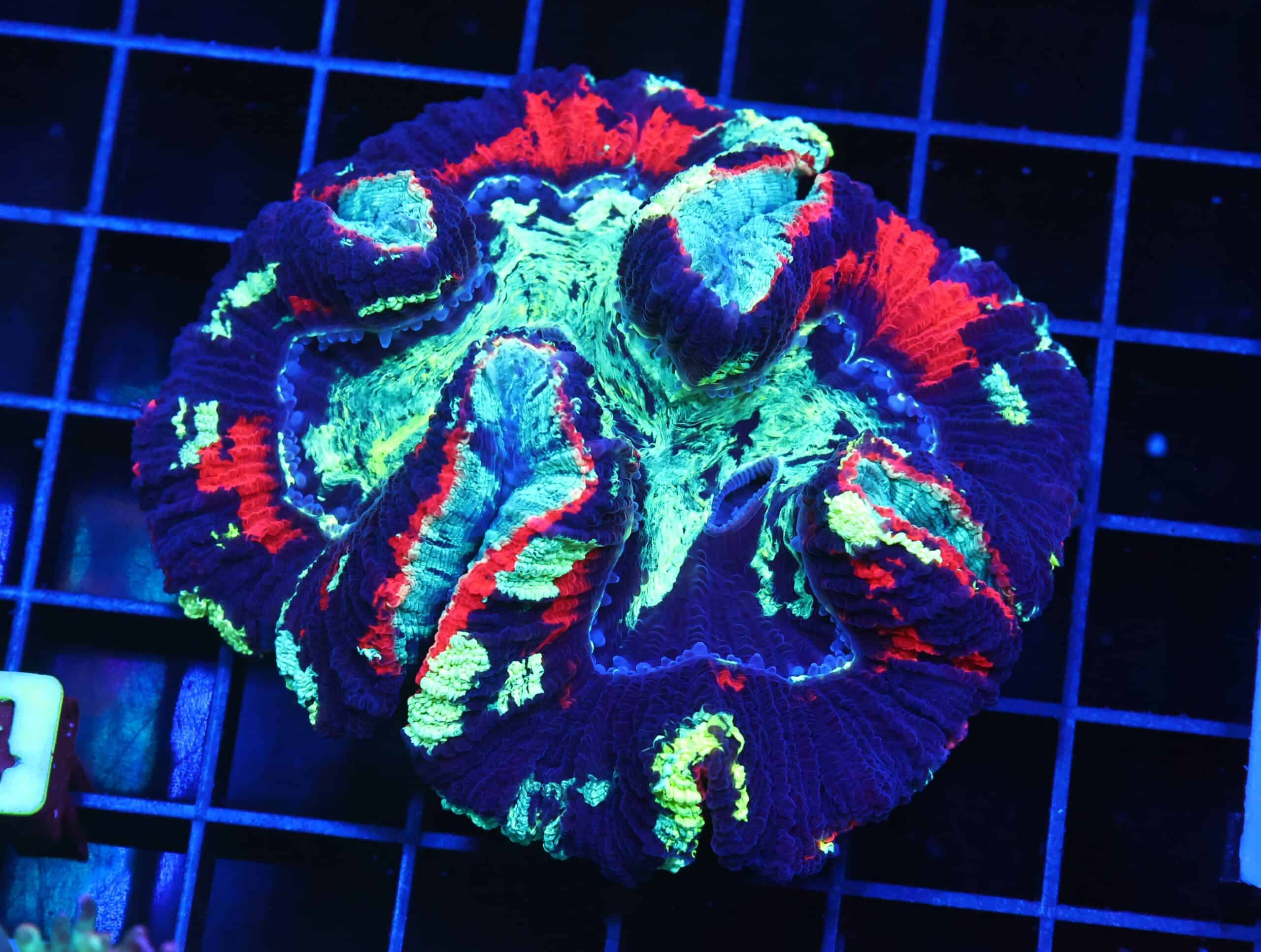 B14 -INDO ULTRA MARBLED TRACHY