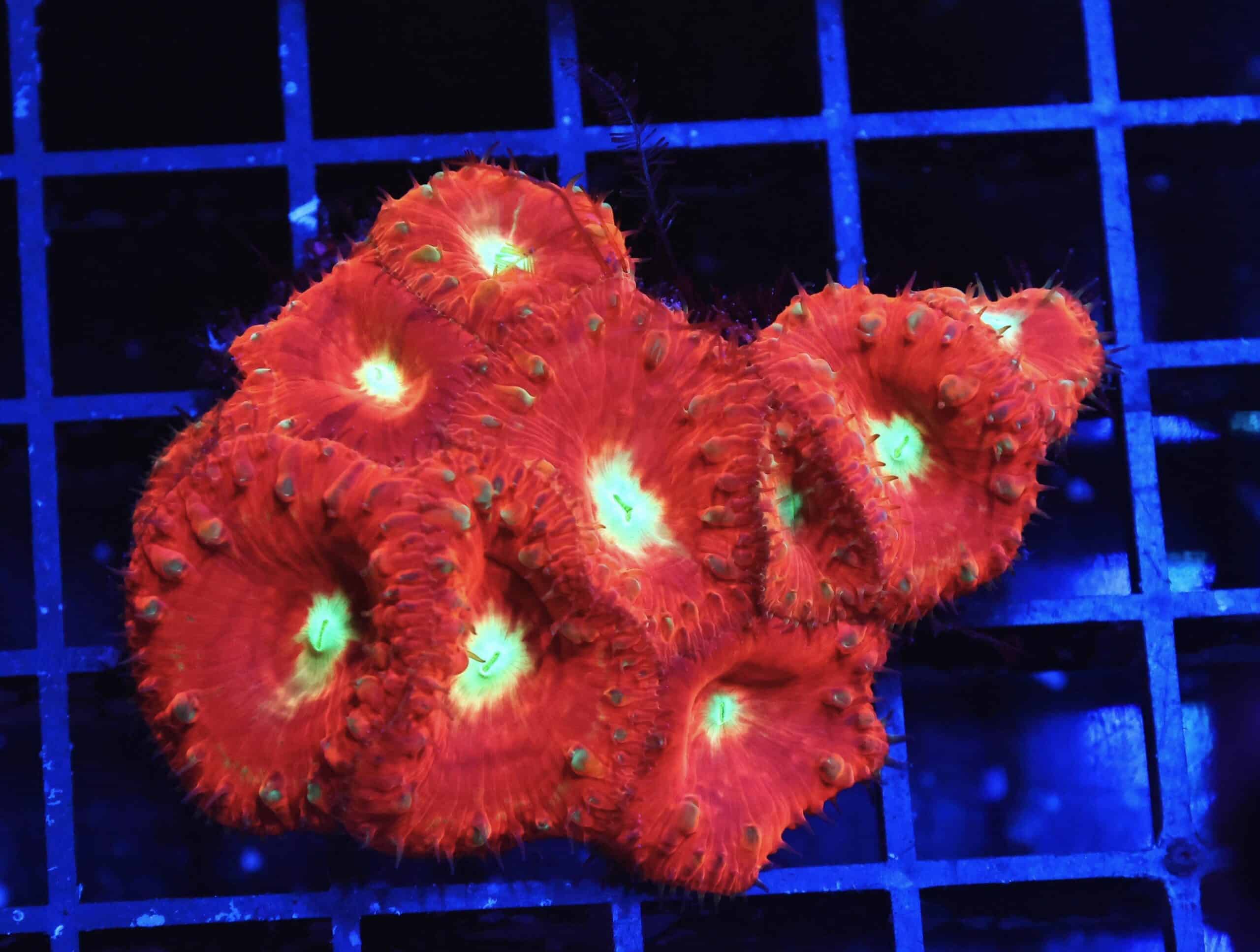 B143 - INDO CRIMSON NEON EYE BLASTO