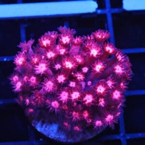 B145 - INDO CHERRY BLOSSOM GONIOPORA