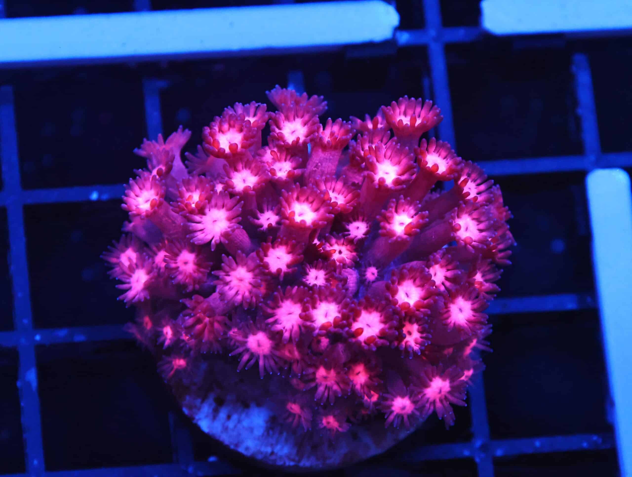 B145 - INDO CHERRY BLOSSOM GONIOPORA