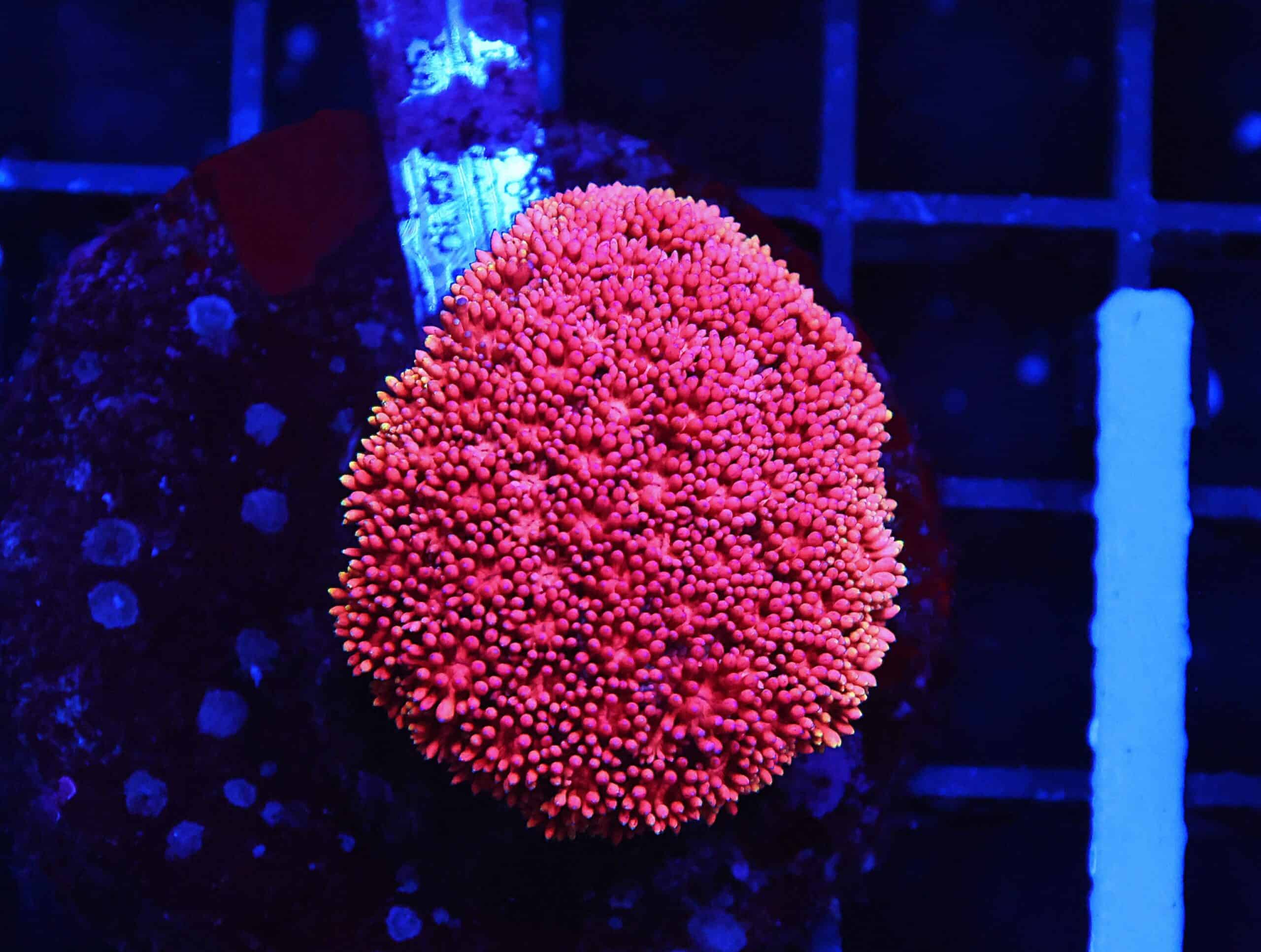 B147 - INDO PINK LADY GONIOPORA