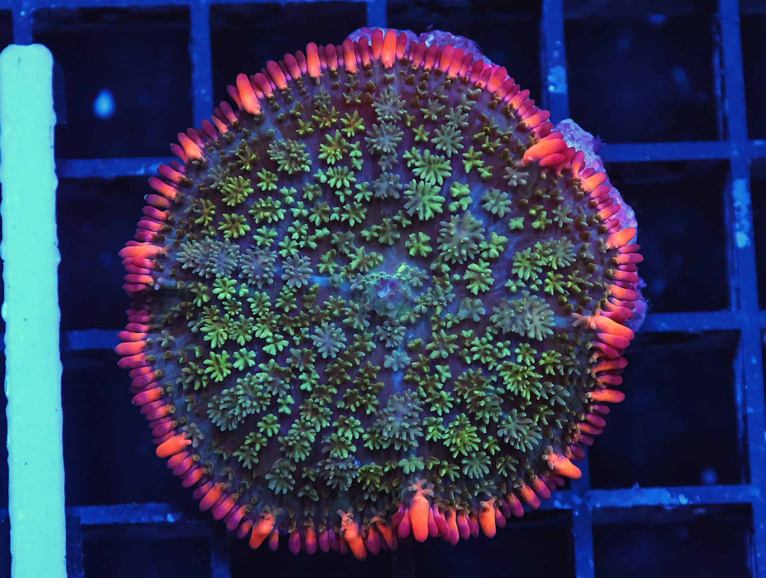 B146 - FRANKENSTEIN CARPET RHODACTIS MUSHROOM