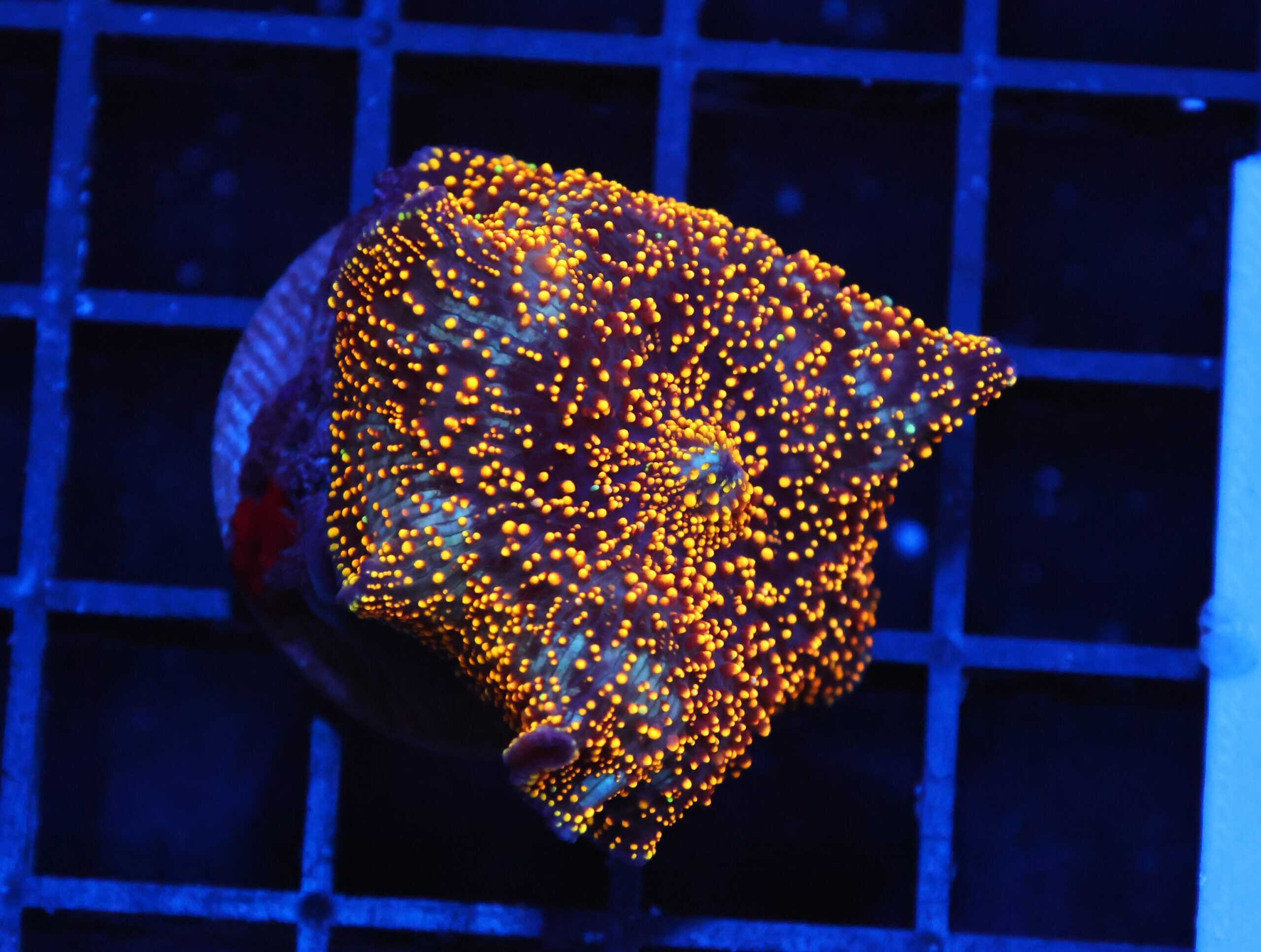 B148 - INTERSTELLAR DISCO MUSHROOM CULTURED