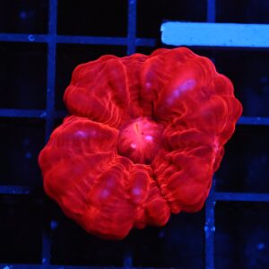 B150 - INDO RUBY RED CYNARINA