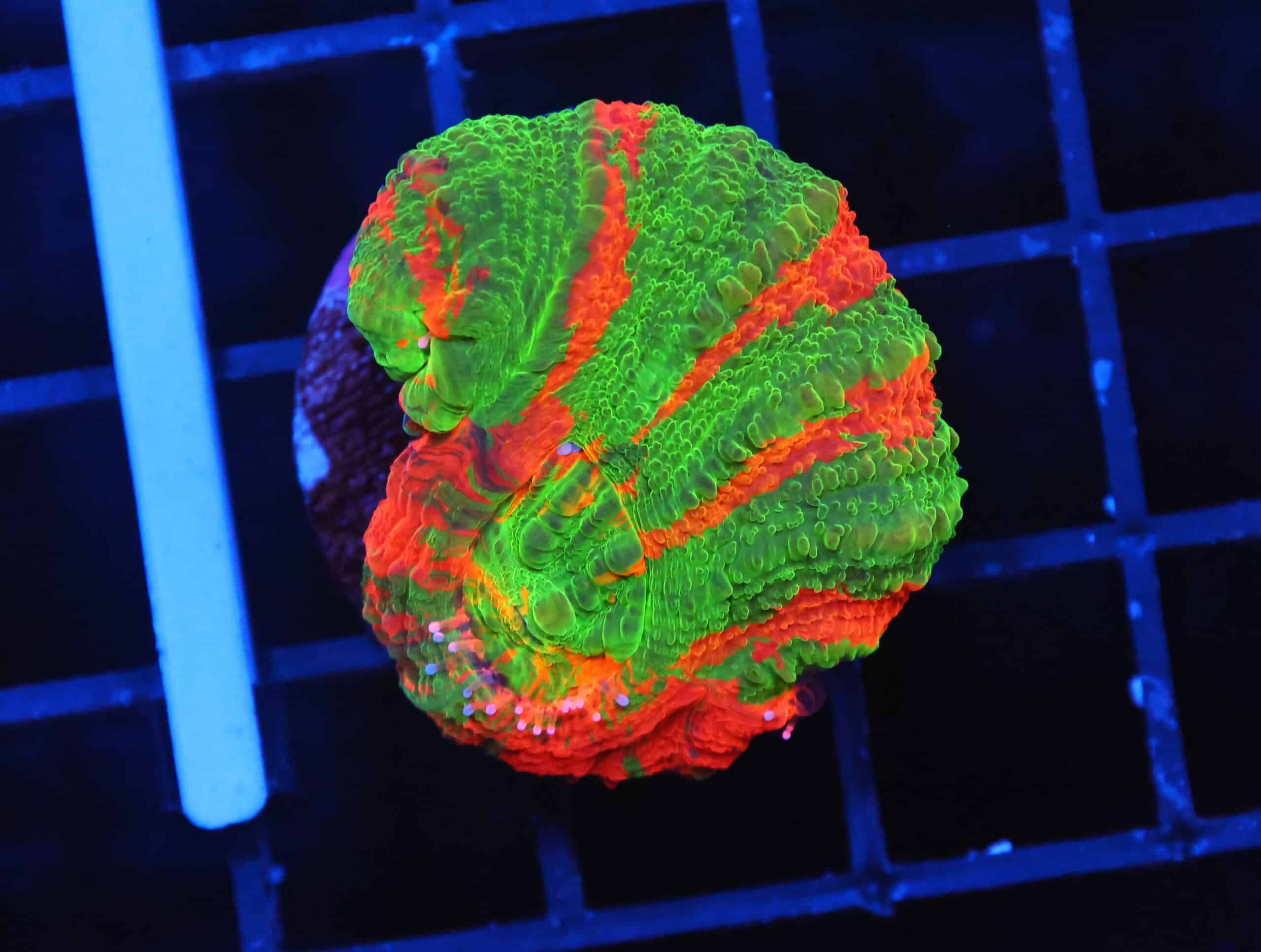 B153 - BLEEDING APPLE SCOLYMIA AUSTRALIS CULTURED