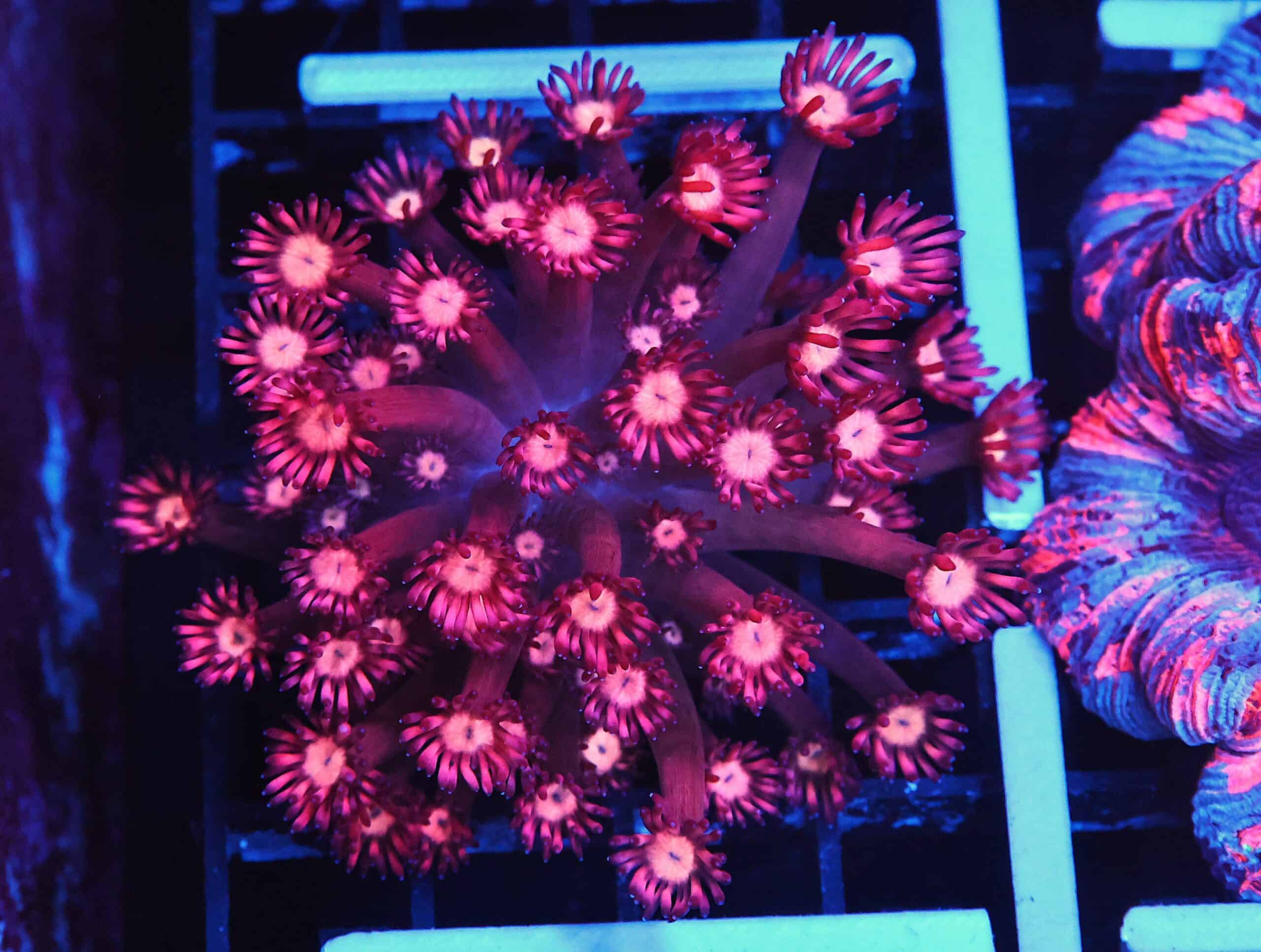 B156 - INDO CHERRY BLOSSOM GONIOPORA