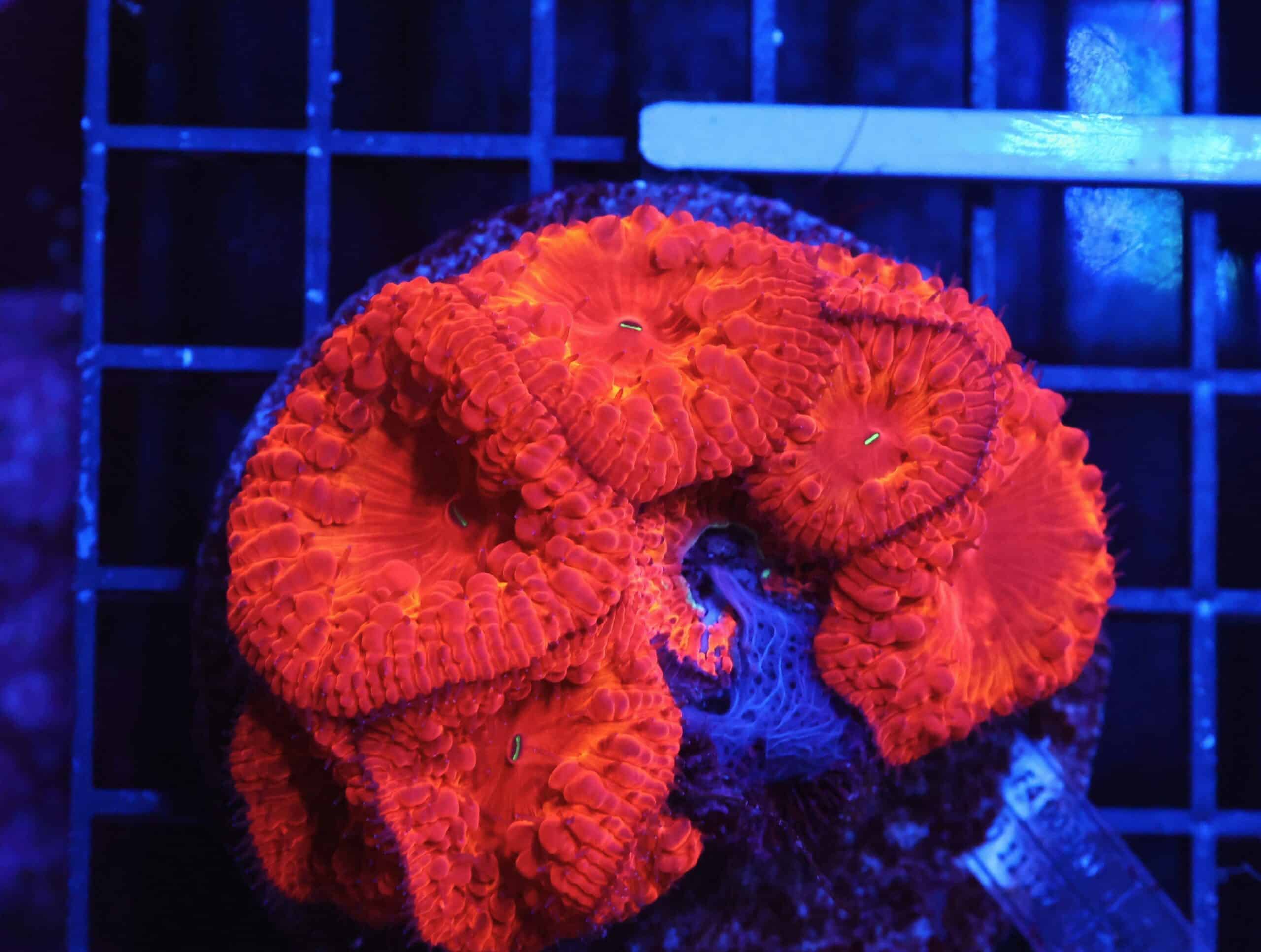 B157 - INDO FIRE FLAME BLASTO