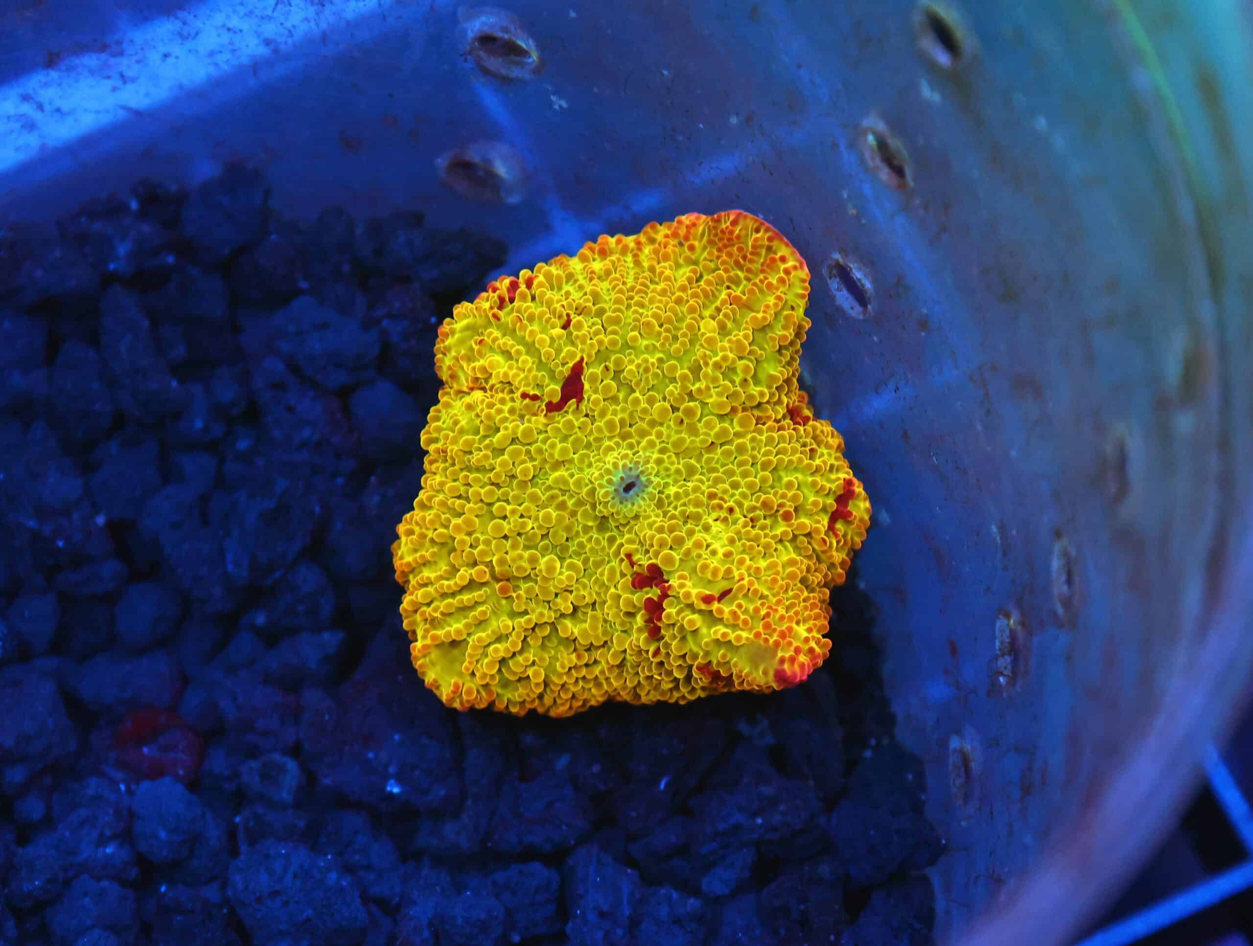 B20 -ECLECTUS MUSHROOM