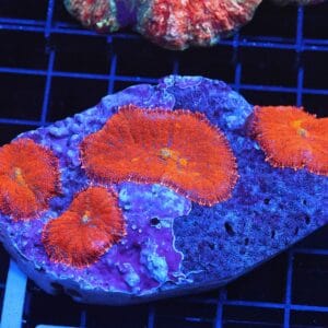 B23 -FLORIDA ORANGE RHODACTIS MUSHROOM
