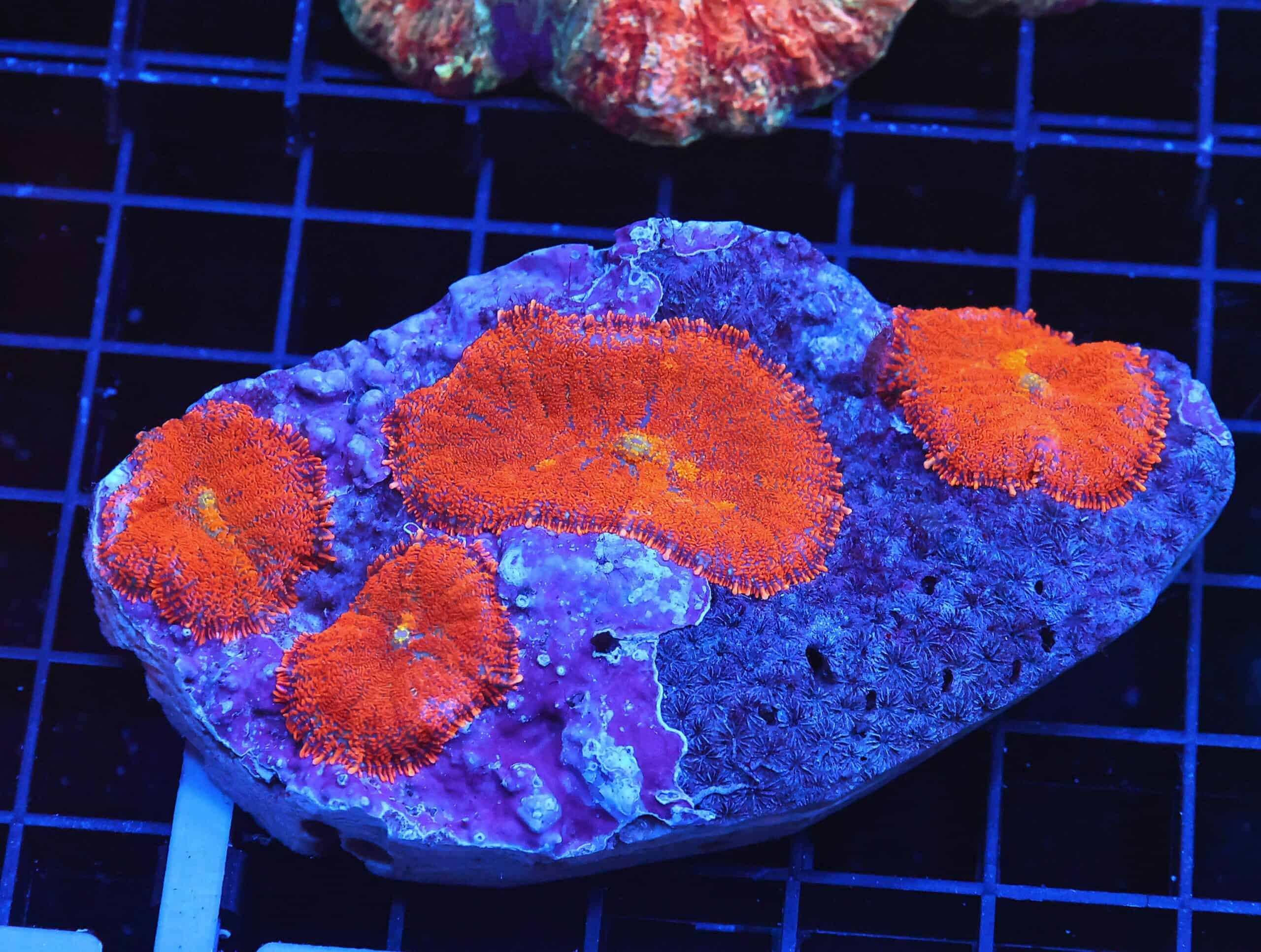 B23 -FLORIDA ORANGE RHODACTIS MUSHROOM