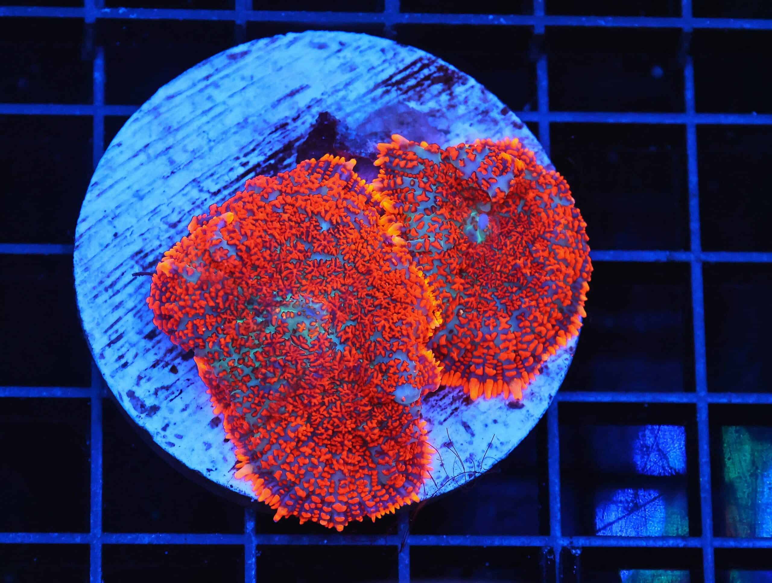 B25 -SUPERMAN RHODACTIS MUSHROOM