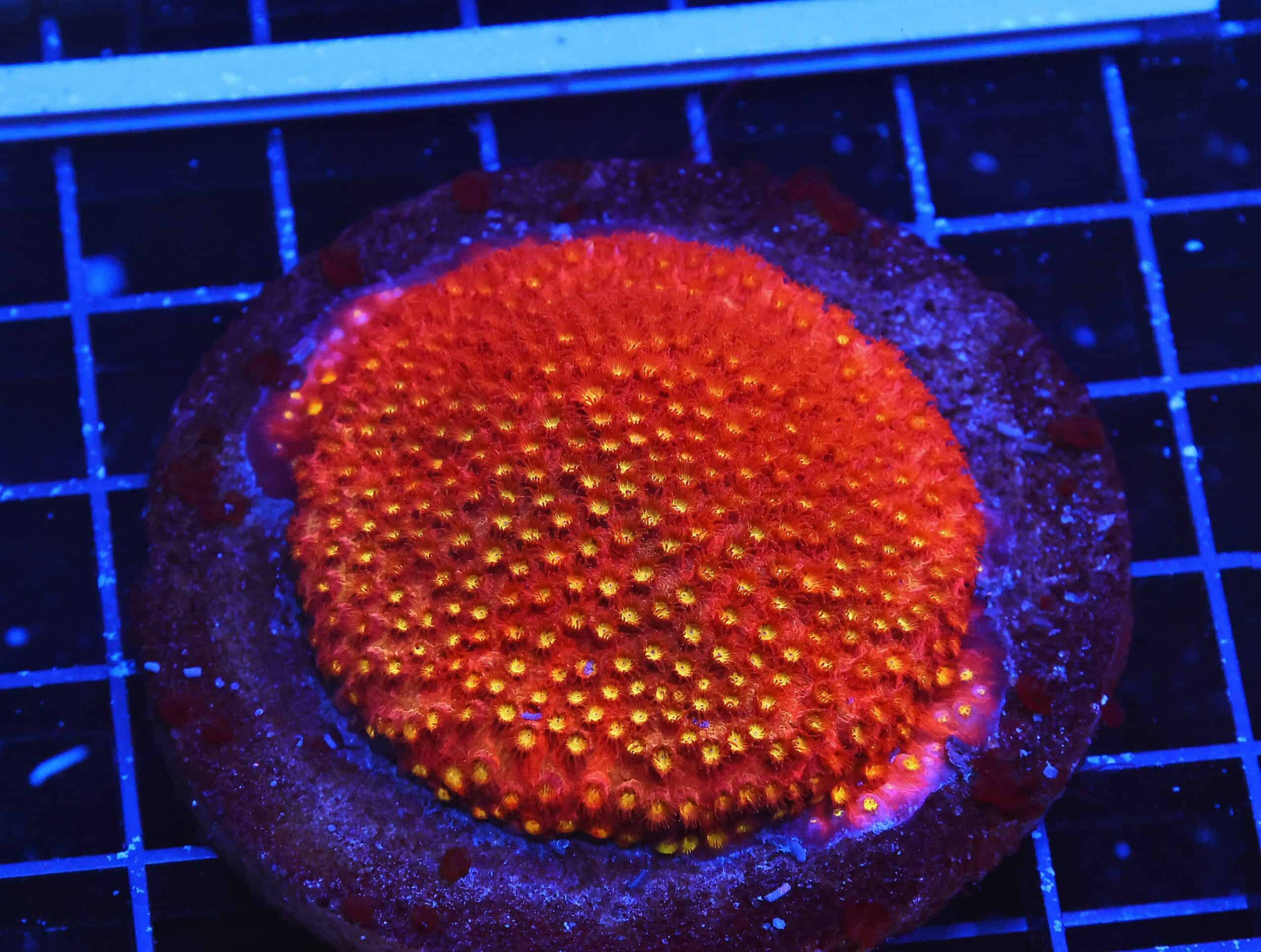 B27 -INDO BRIGHT ORANGE GRAFTED CYPHASTREA