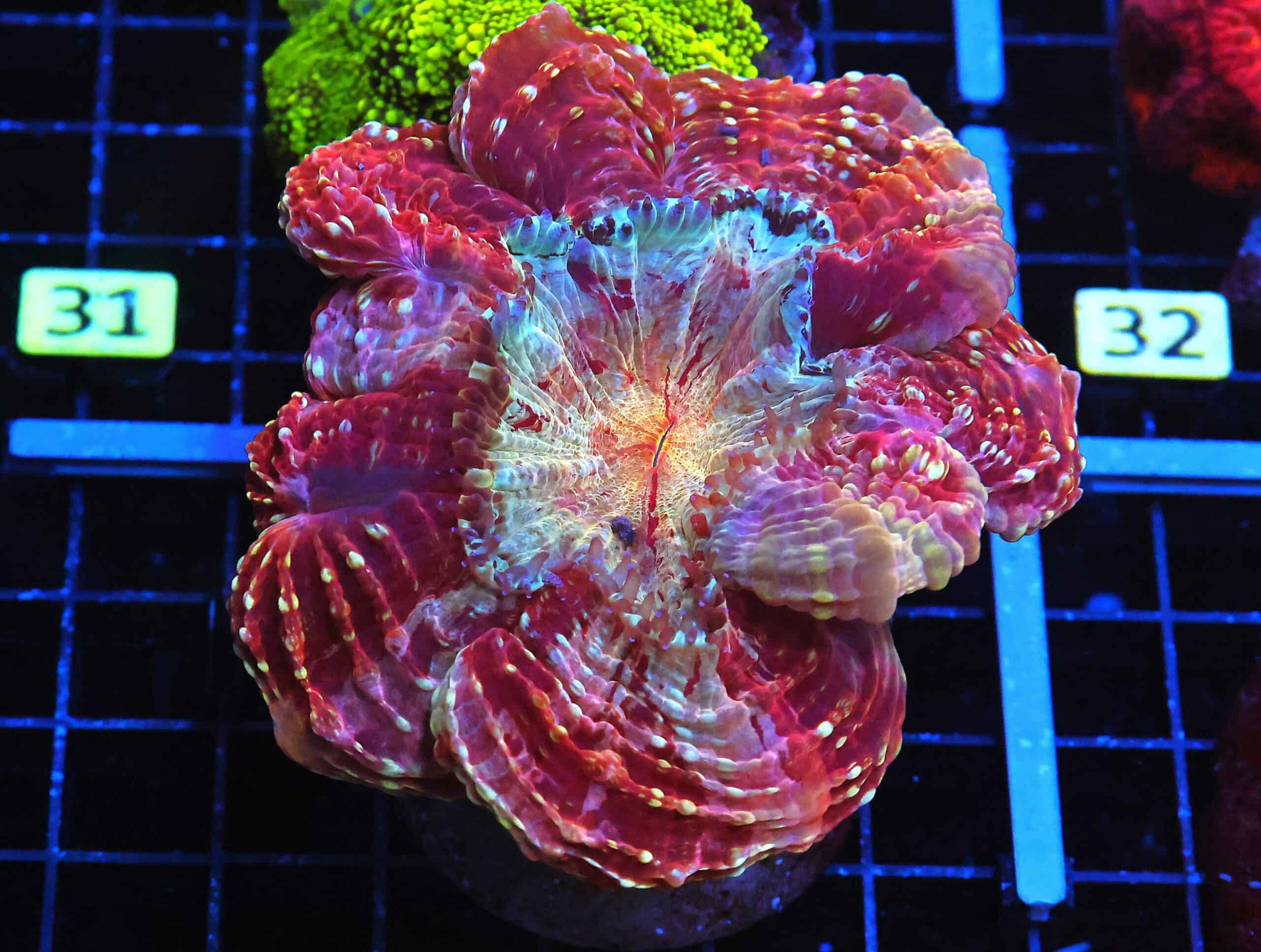 B26 -MALAYSIAN MYSTIC MAROON ACANTHOPHYLLIA