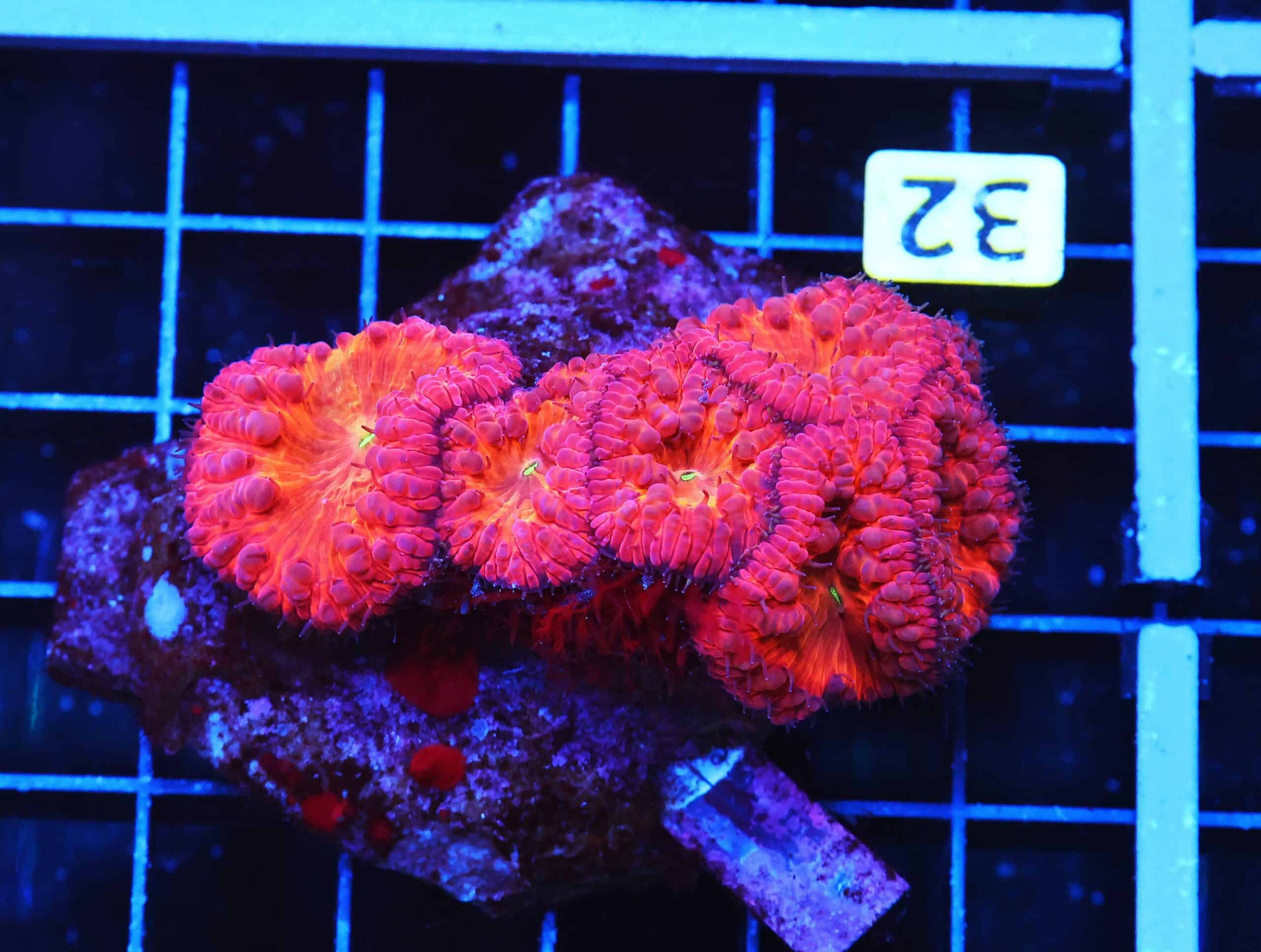 B32 -INDO SUNSET BLASTO