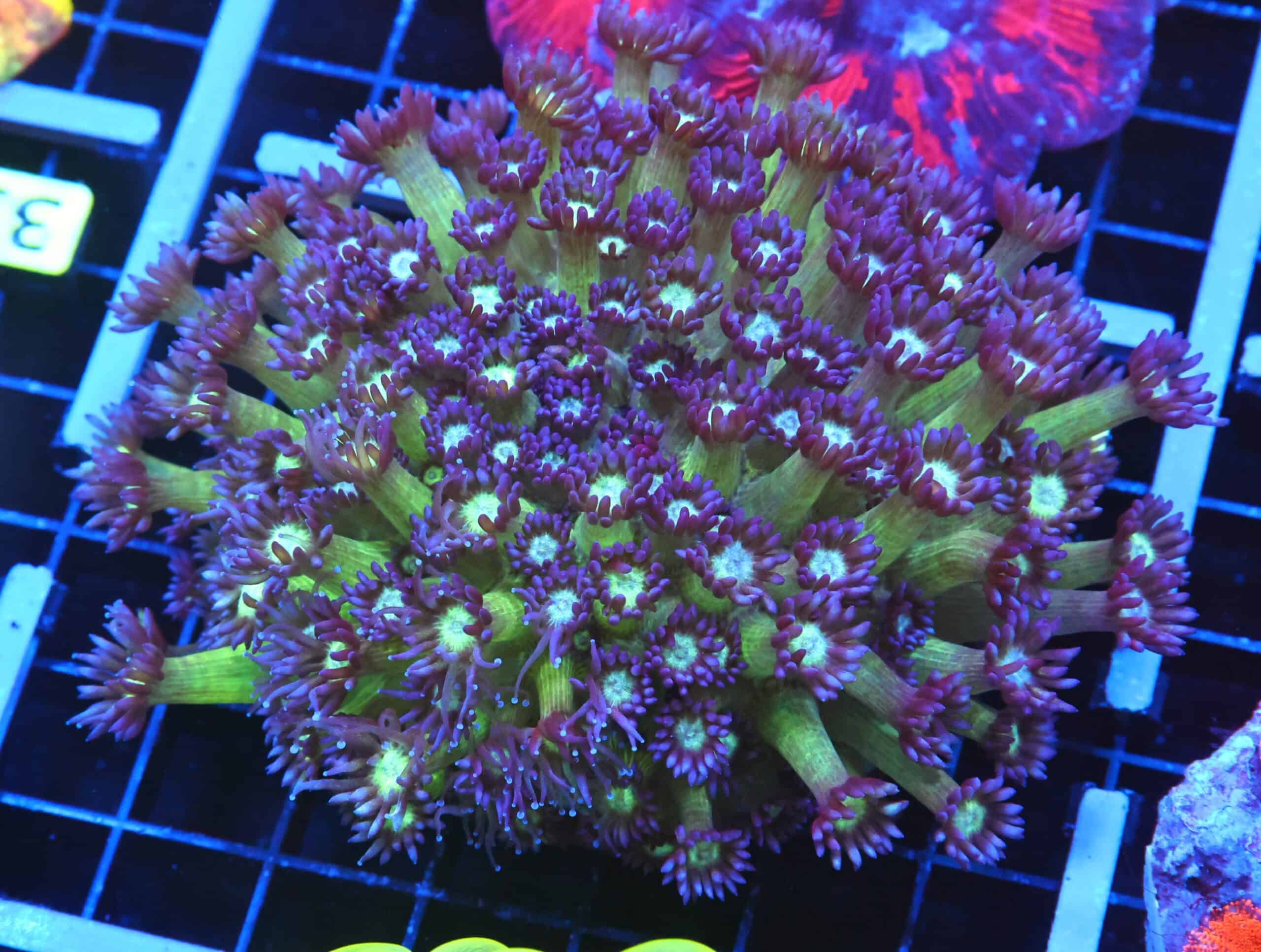 B34 -INDO GRAPE SPARKLES GONIOPORA