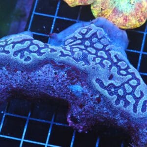 B35 -COLONIAL TUNICATE