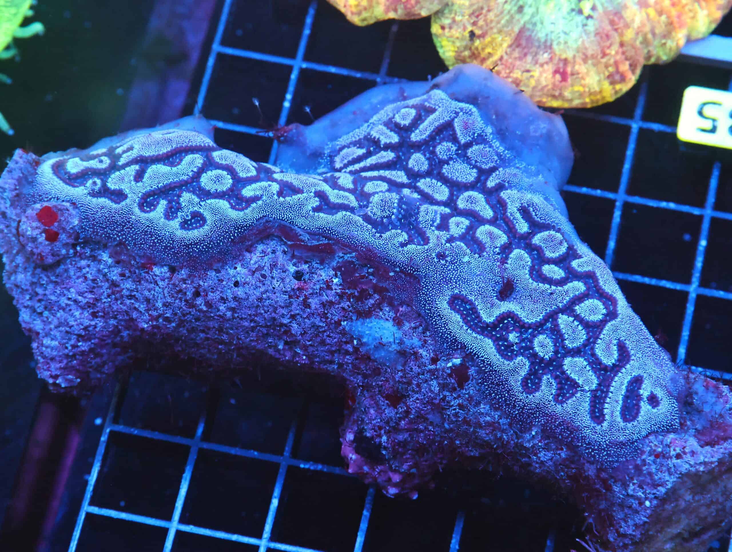 B35 -COLONIAL TUNICATE