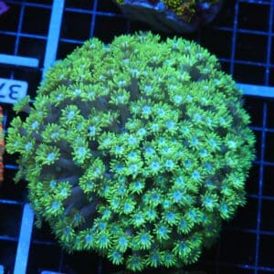 B36 -INDO TOXIC GREEN GONIOPORA