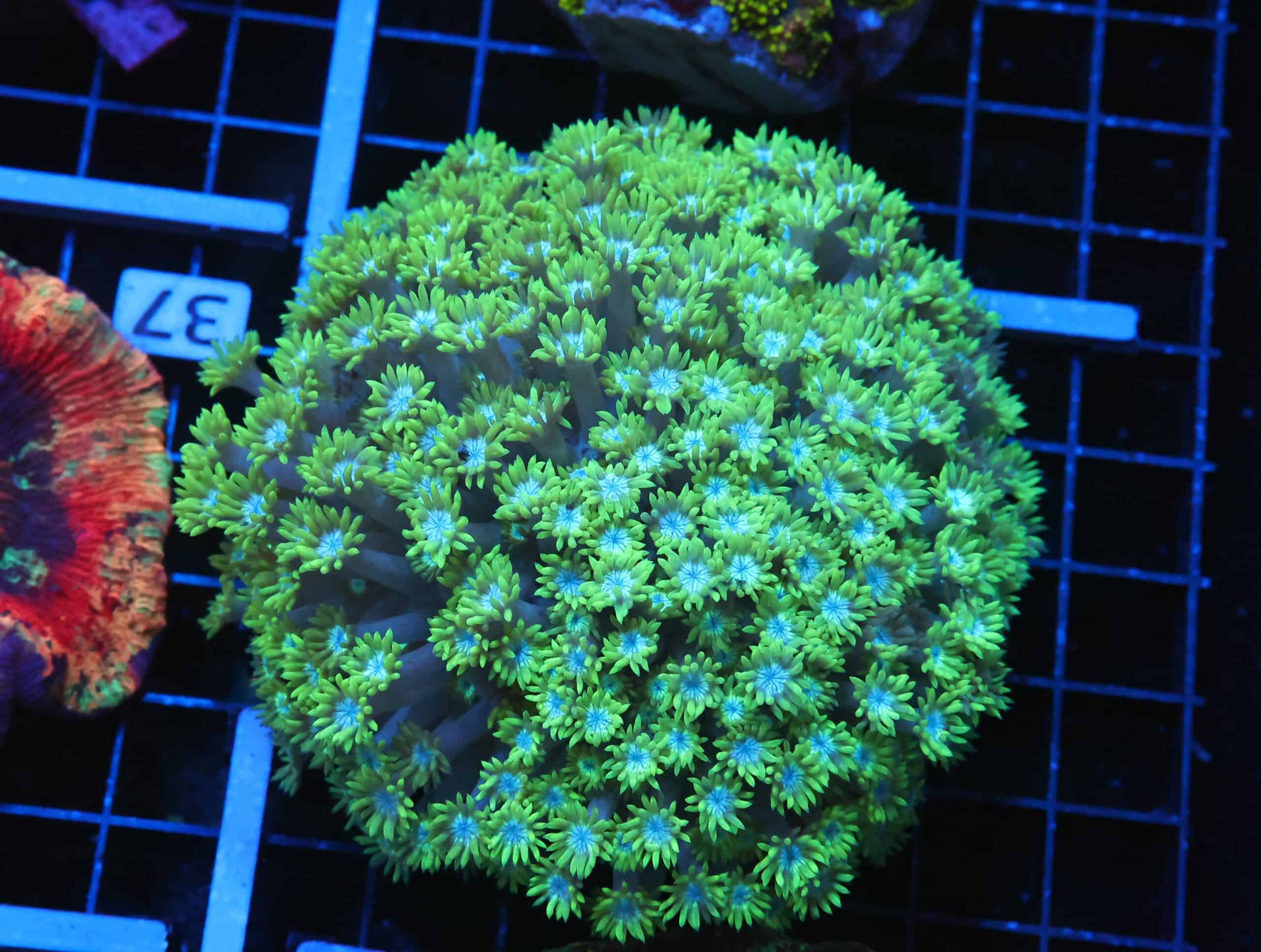 B36 -INDO TOXIC GREEN GONIOPORA