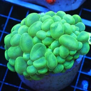 B38 -INDO RADIOACTIVE BUBBLE CORAL