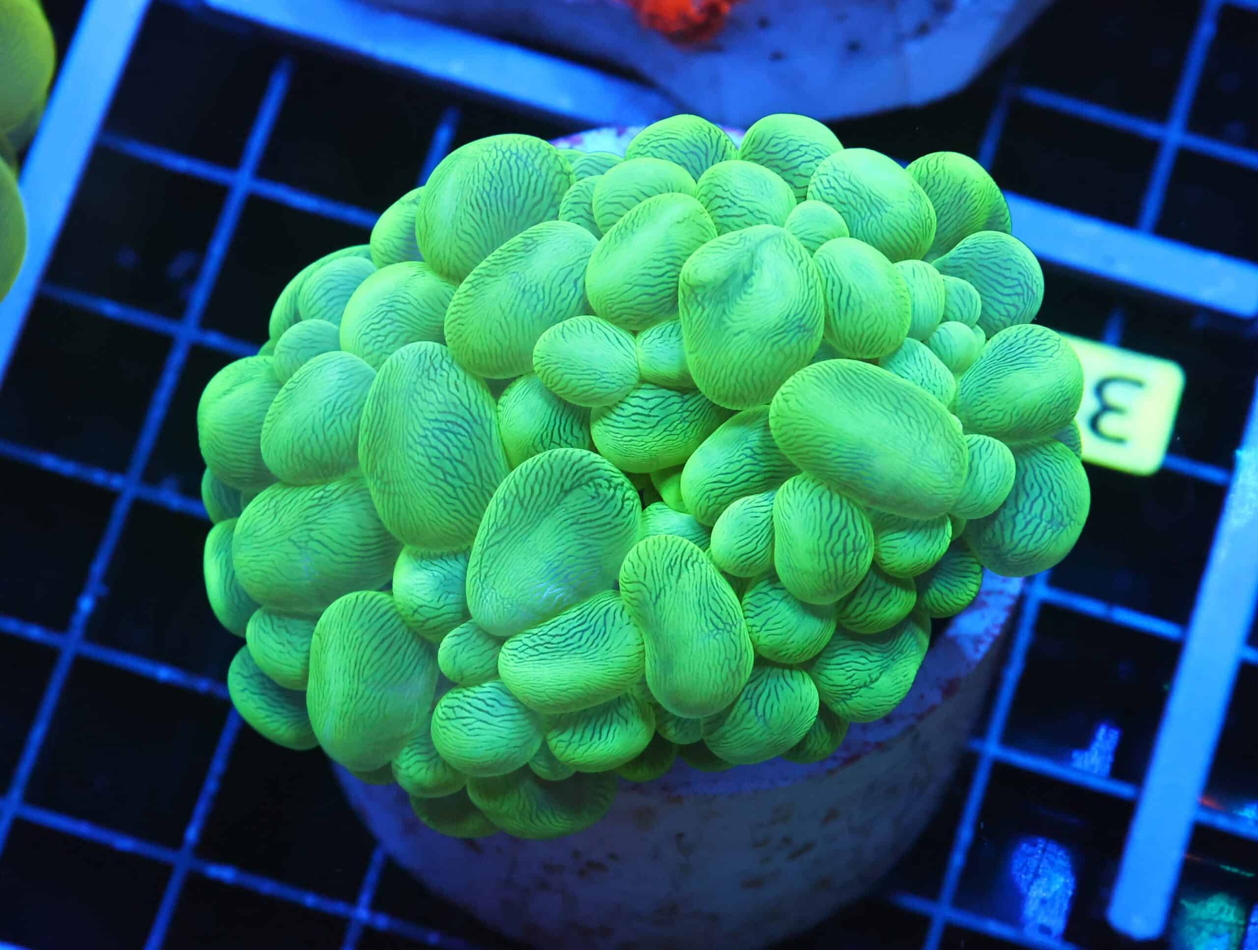 B38 -INDO RADIOACTIVE BUBBLE CORAL