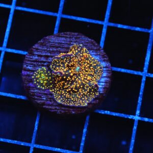 B40 -INTERSTELLAR DISCO MUSHROOM CULTURED