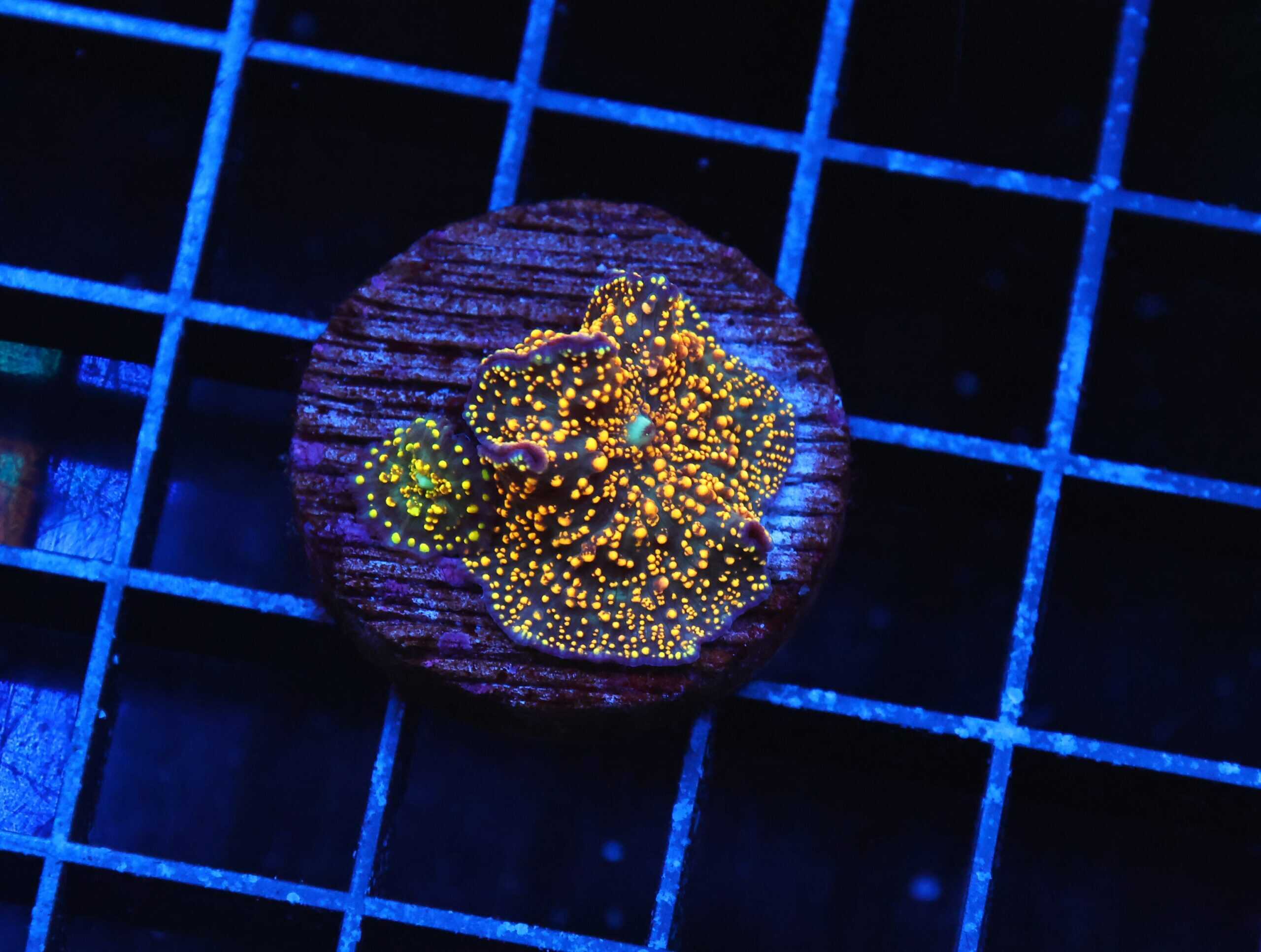 B40 -INTERSTELLAR DISCO MUSHROOM CULTURED