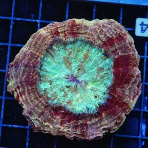 B44 -MALAYSIAN MYSTIC MAROON ACANTHOPHYLLIA
