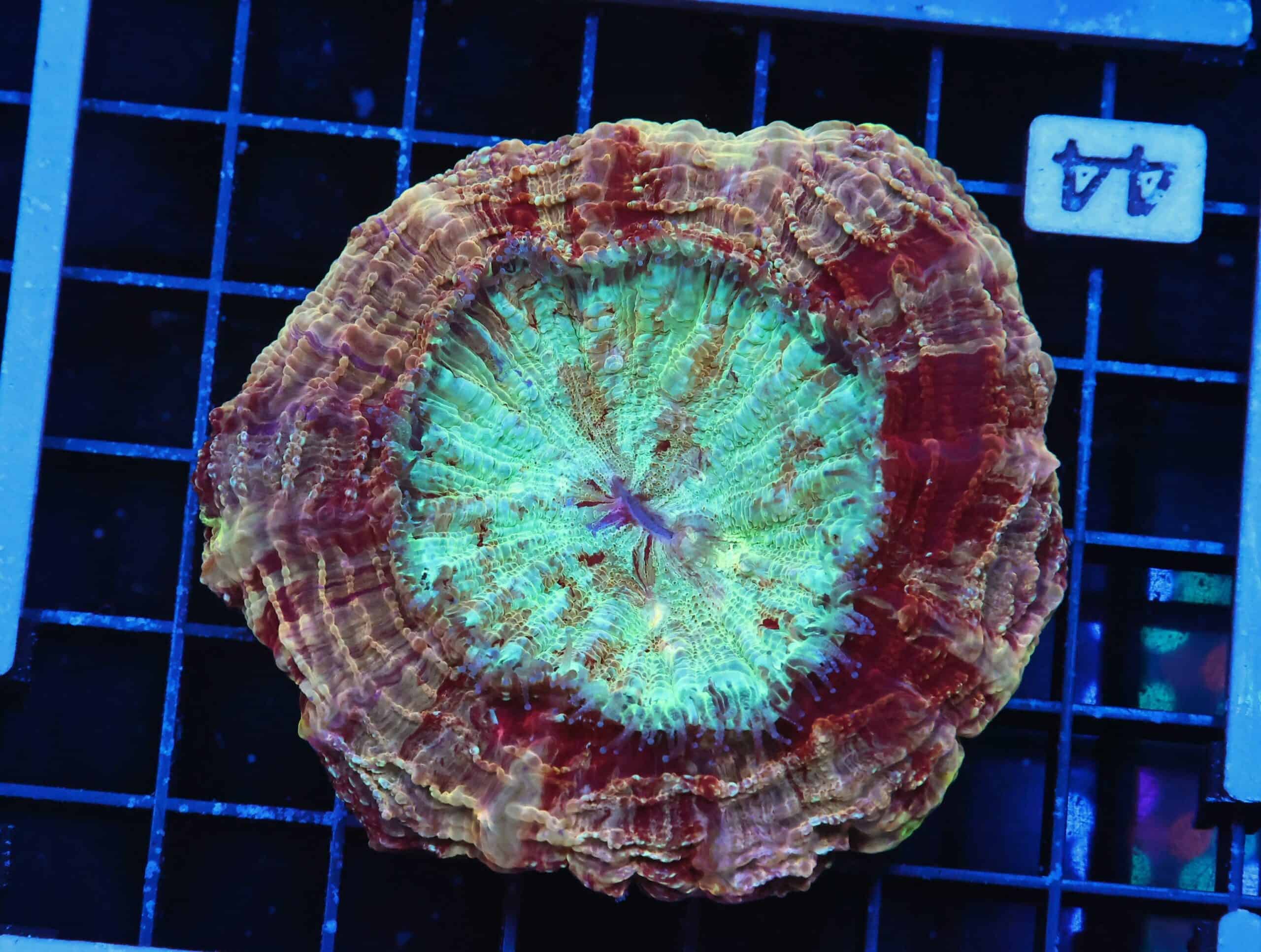 B44 -MALAYSIAN MYSTIC MAROON ACANTHOPHYLLIA