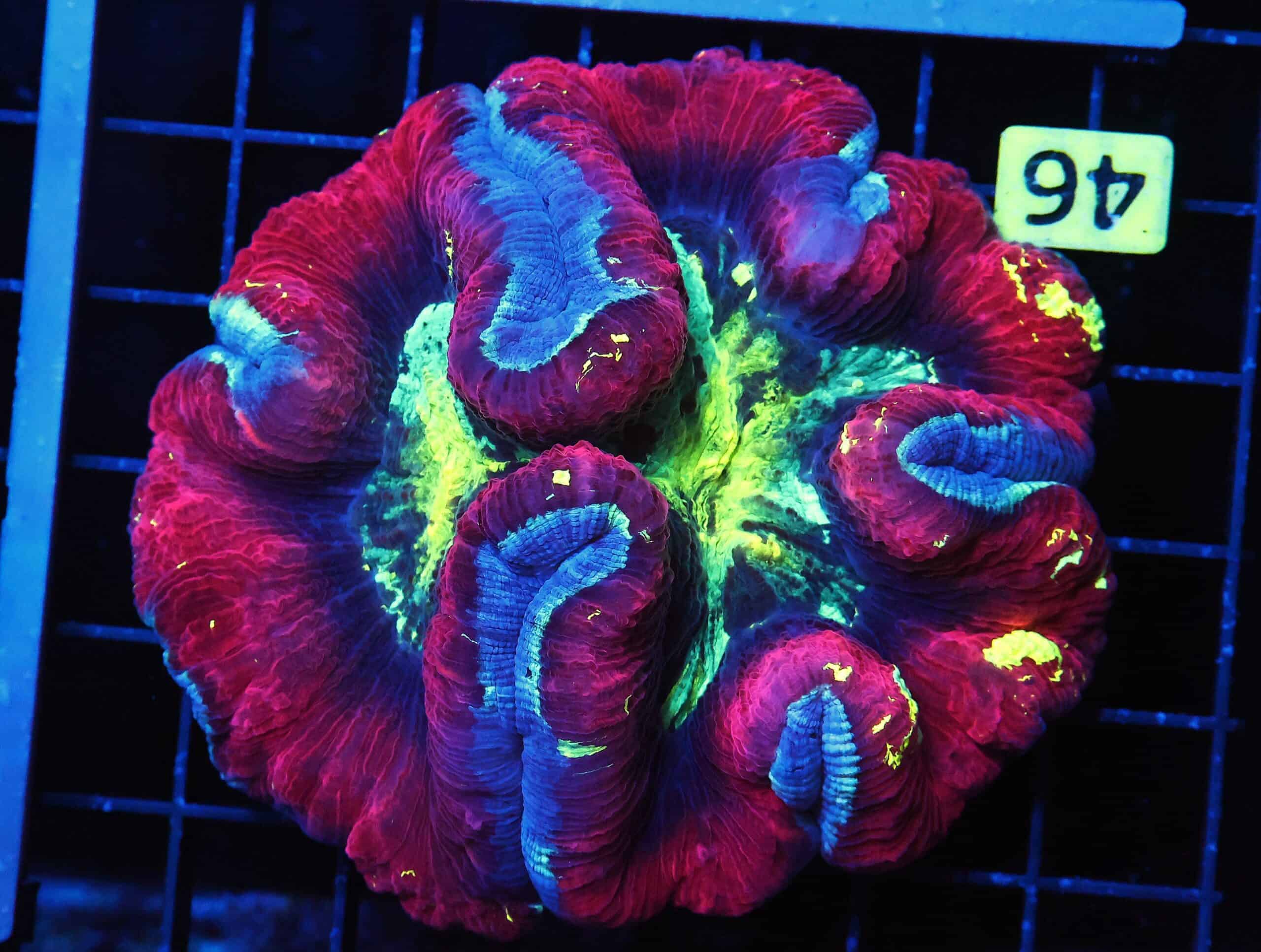 B46 -INDO ULTRA NUCLEAR BLAST TRACHY