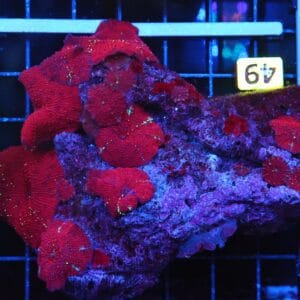 B49 -RED DEVIL DISCO MUSHROOM