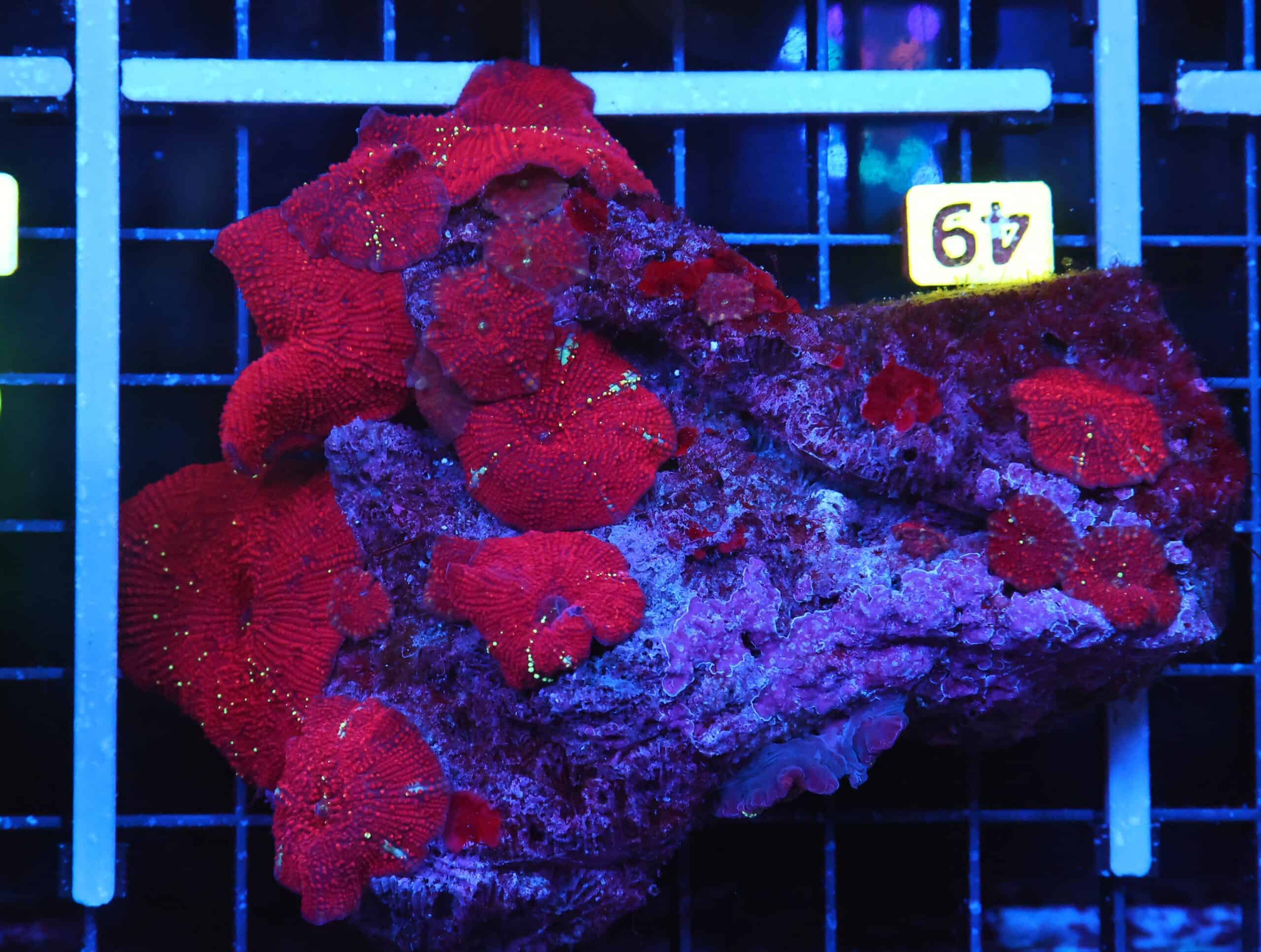 B49 -RED DEVIL DISCO MUSHROOM