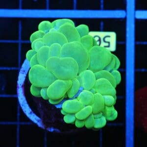 B50 -INDO RADIOACTIVE BUBBLE CORAL