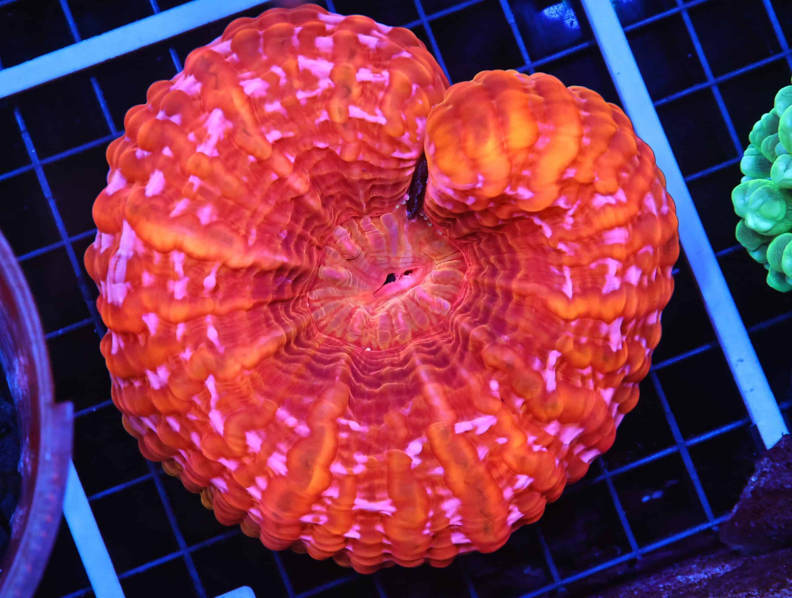 B53 -INDO FIRE JEWEL CYNARINA